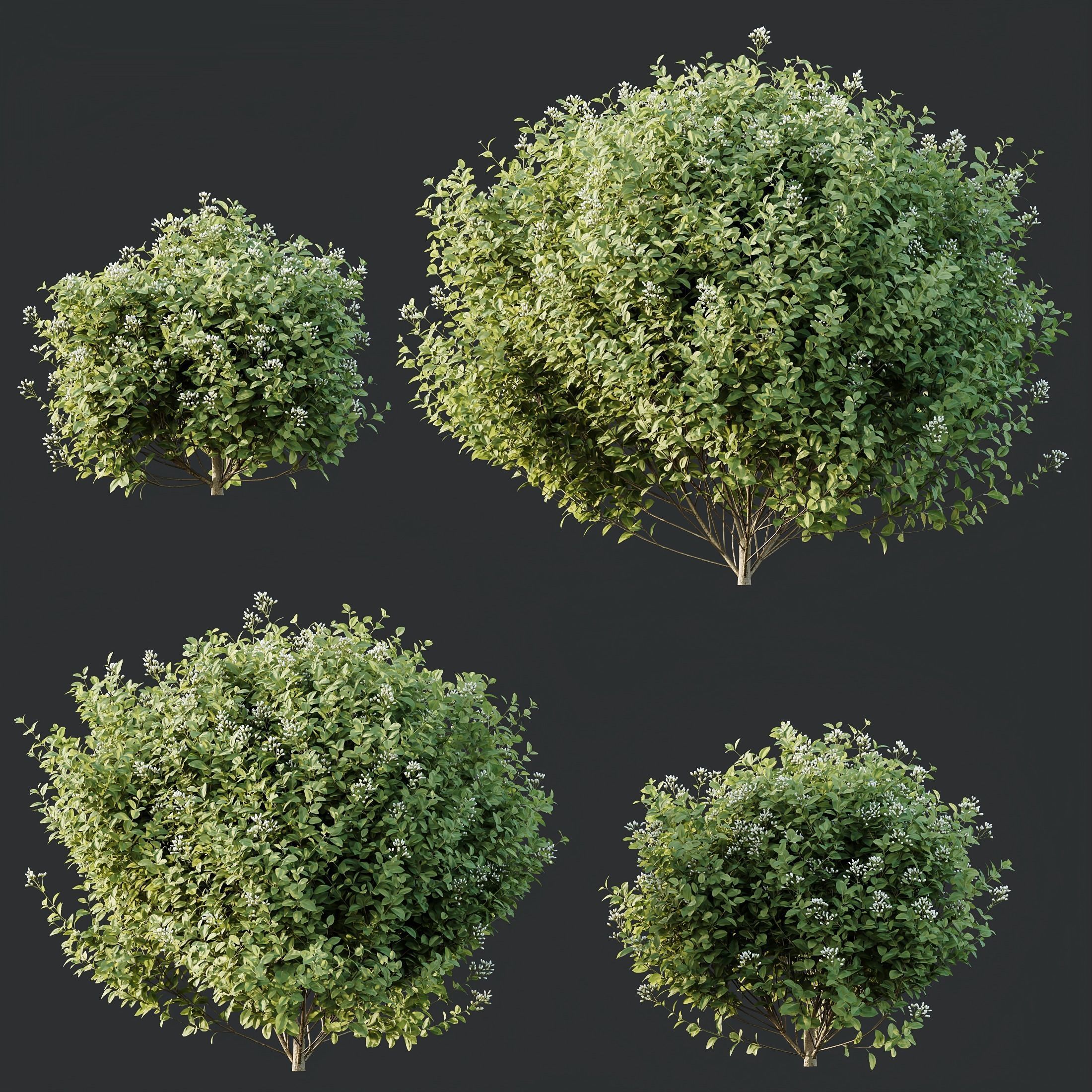 HQ Plants Ligustrum Ovalifolium Argenteum Aureum 3D model_1