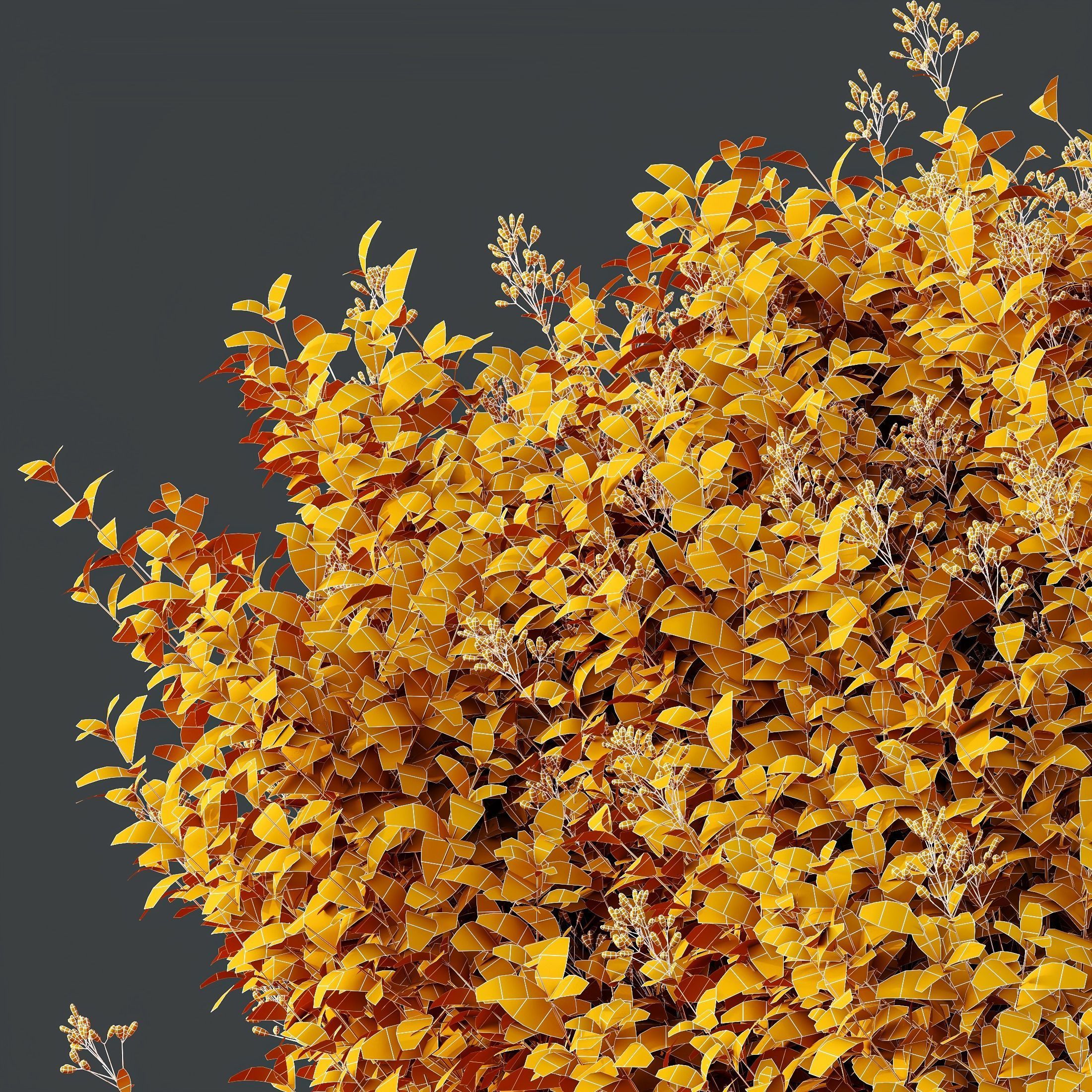HQ Plants Ligustrum Ovalifolium Argenteum Aureum 3D model_3