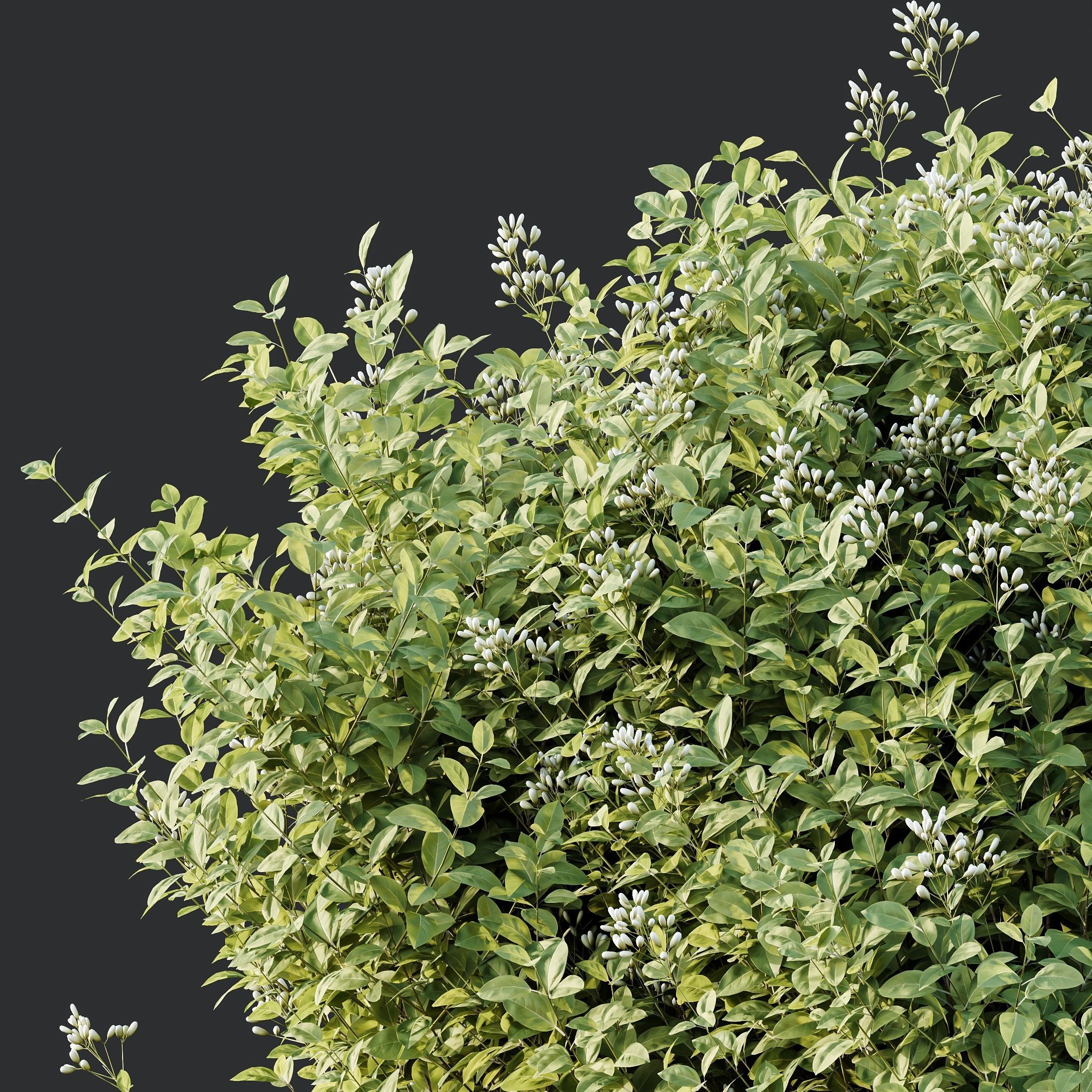 HQ Plants Ligustrum Ovalifolium Argenteum Aureum 3D model_2