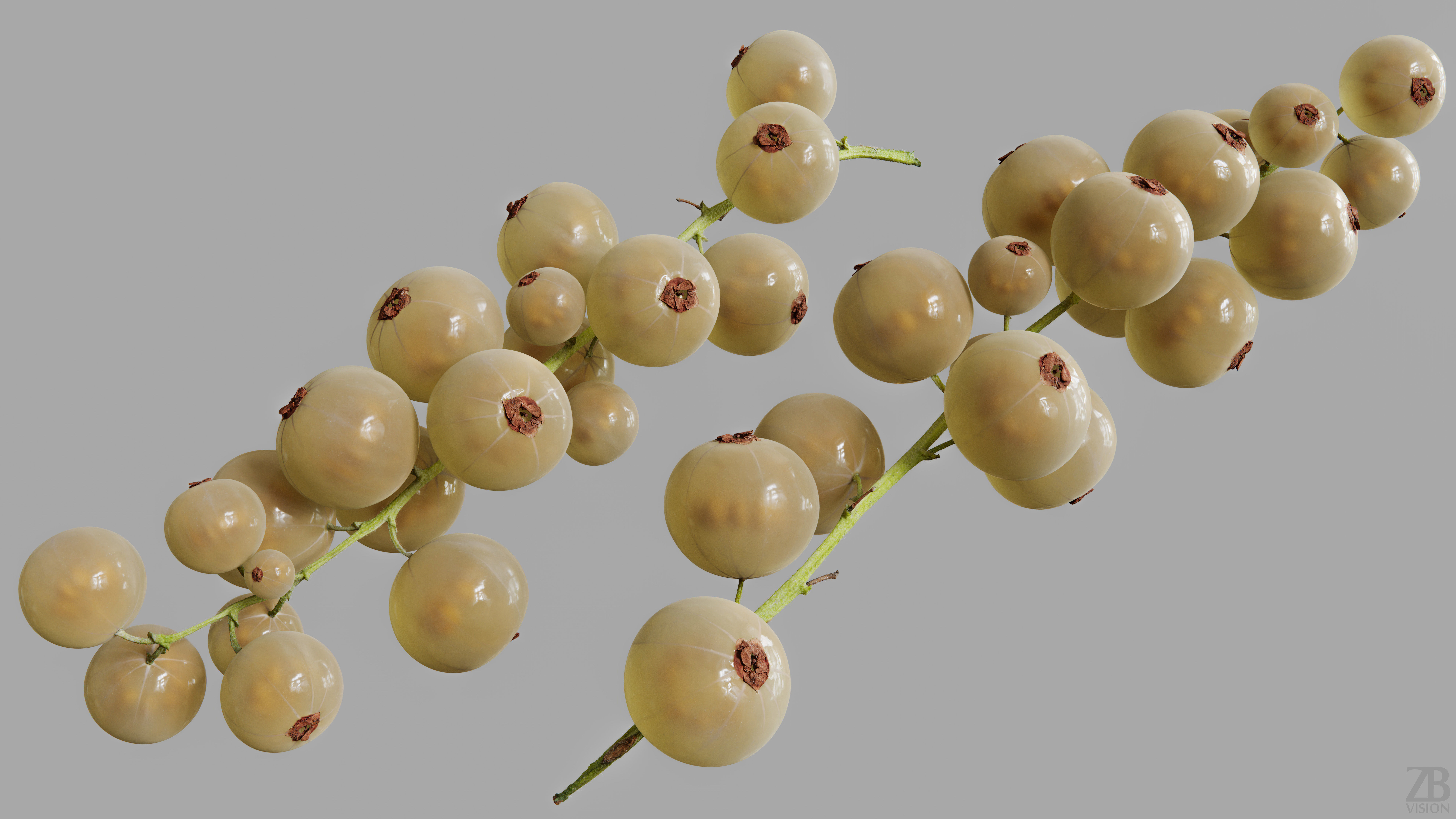 Currant 3D model_9