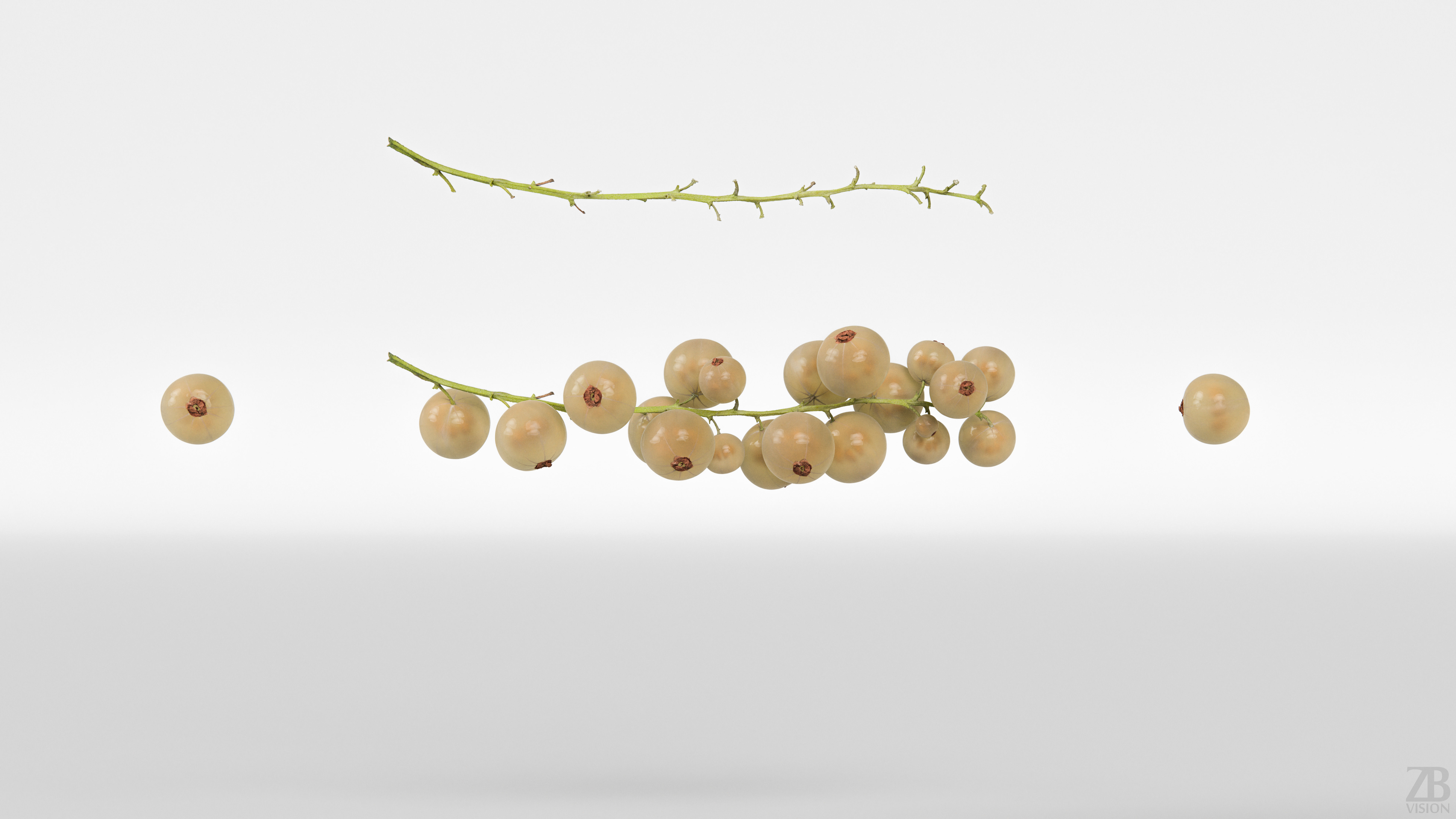 Currant 3D model_4