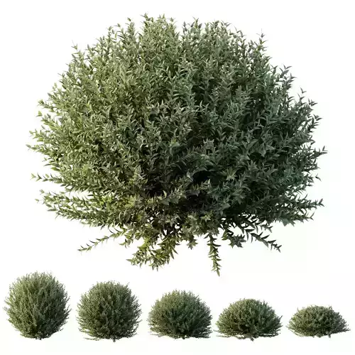Plants Gray Box Westringia Fruticosa Coastal Rosemary Set02 3D model
