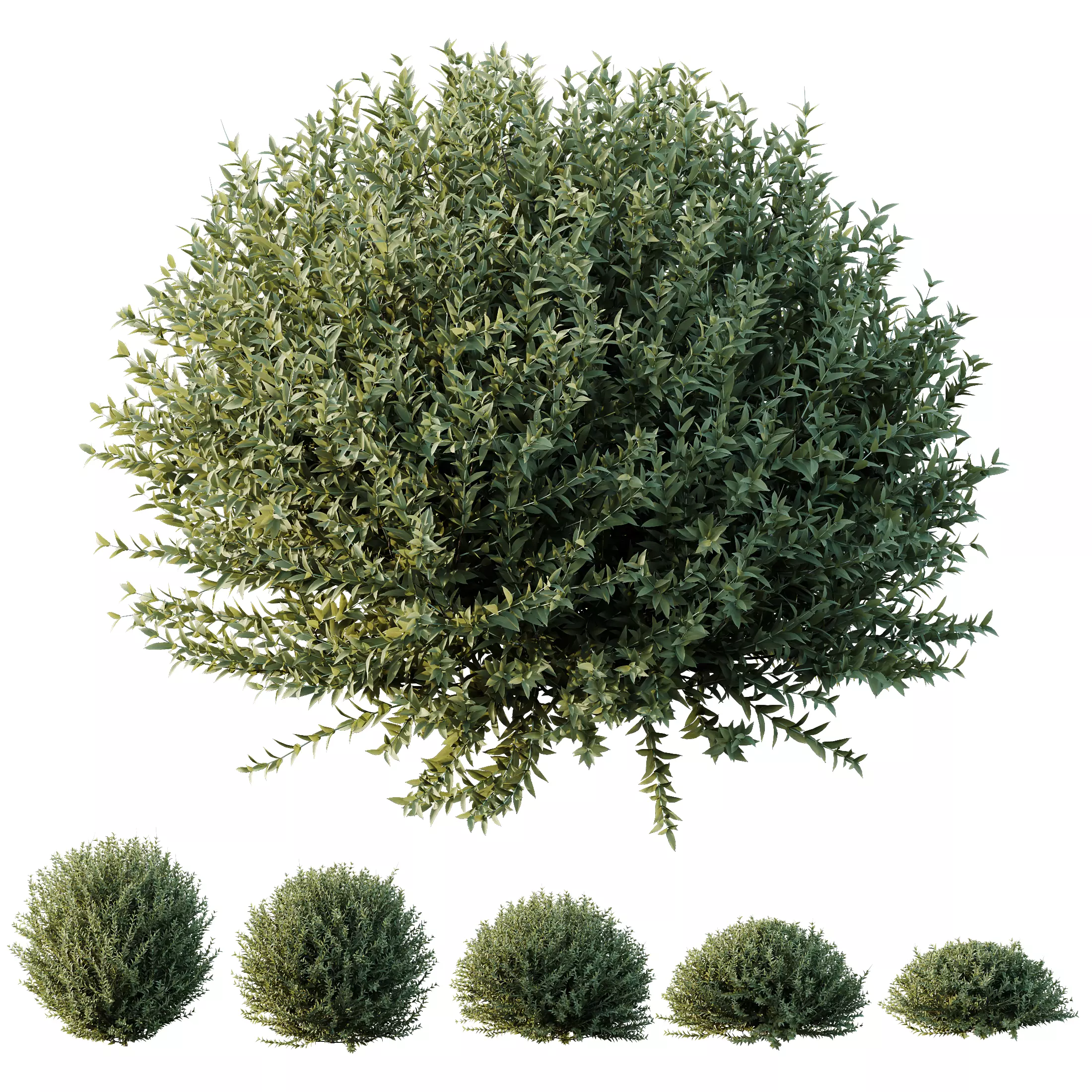 Plants Gray Box Westringia Fruticosa Coastal Rosemary Set02 3D model_0