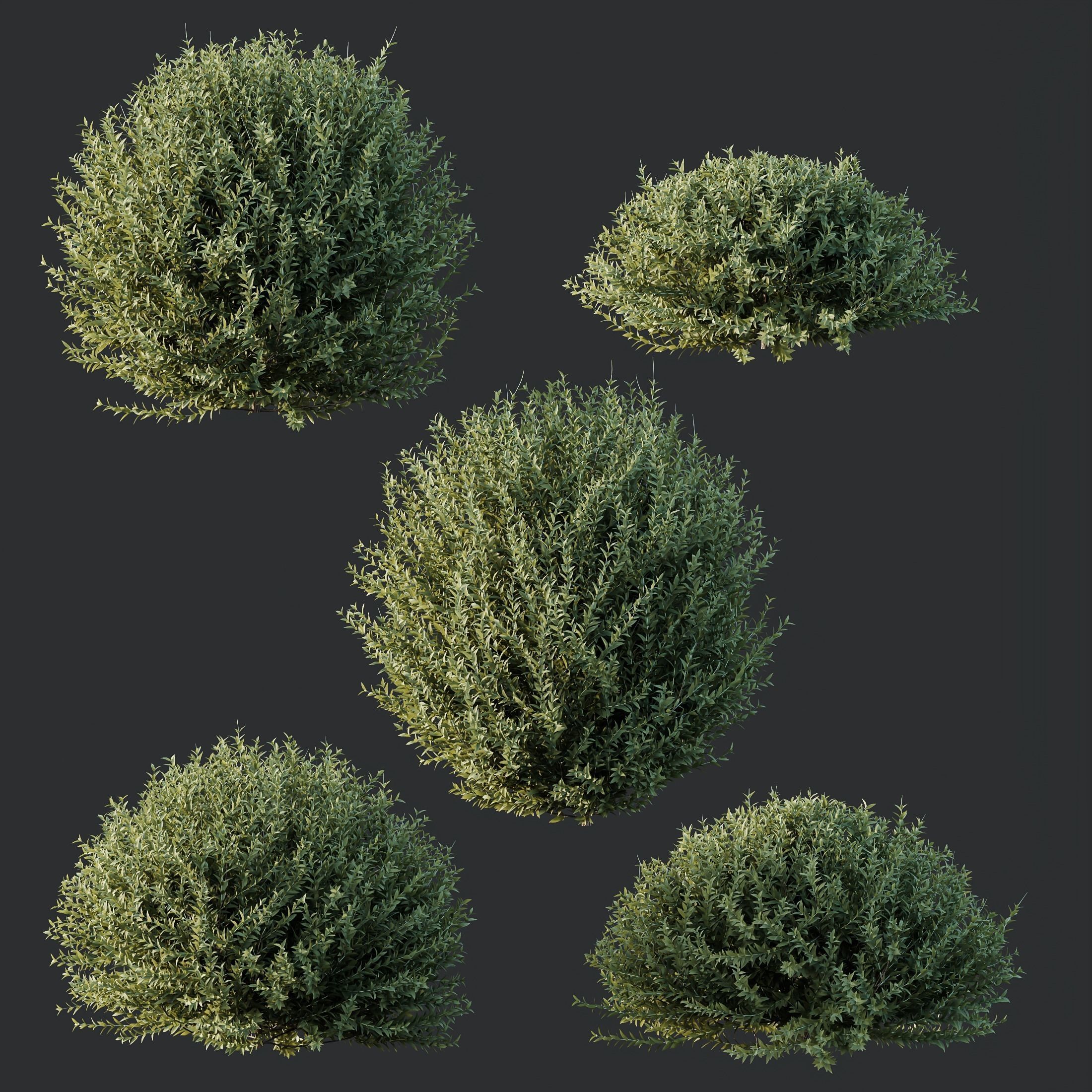 Plants Gray Box Westringia Fruticosa Coastal Rosemary Set02 3D model_1