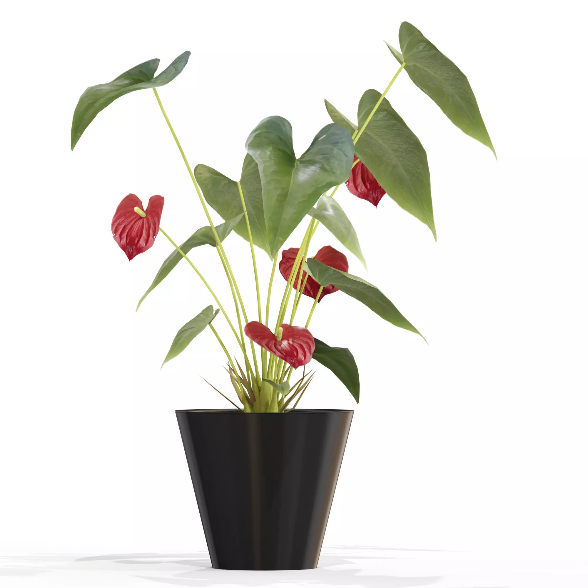 Anthurium flower 003 3D model_0