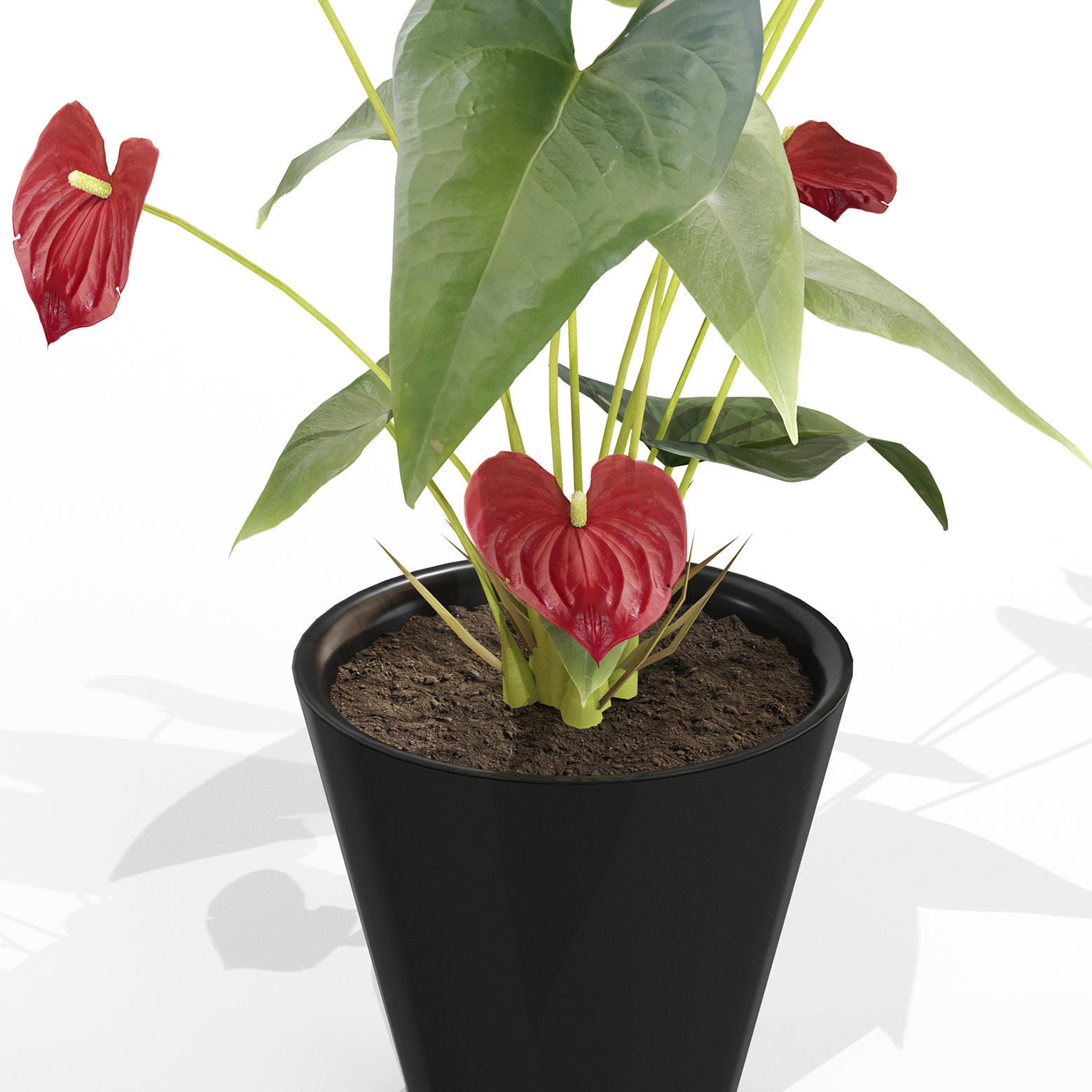 Anthurium flower 003 3D model_1