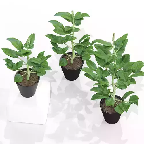 Basil Rayhon Flower 004