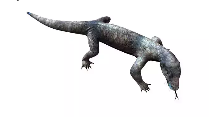 komodo dragon varanus australia animal