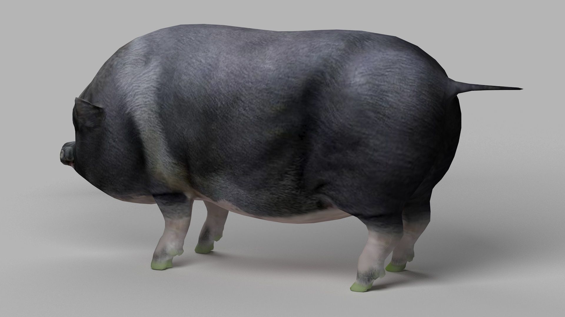 pig meat pork bacon pigletshoat swinedomestic 3D model_3
