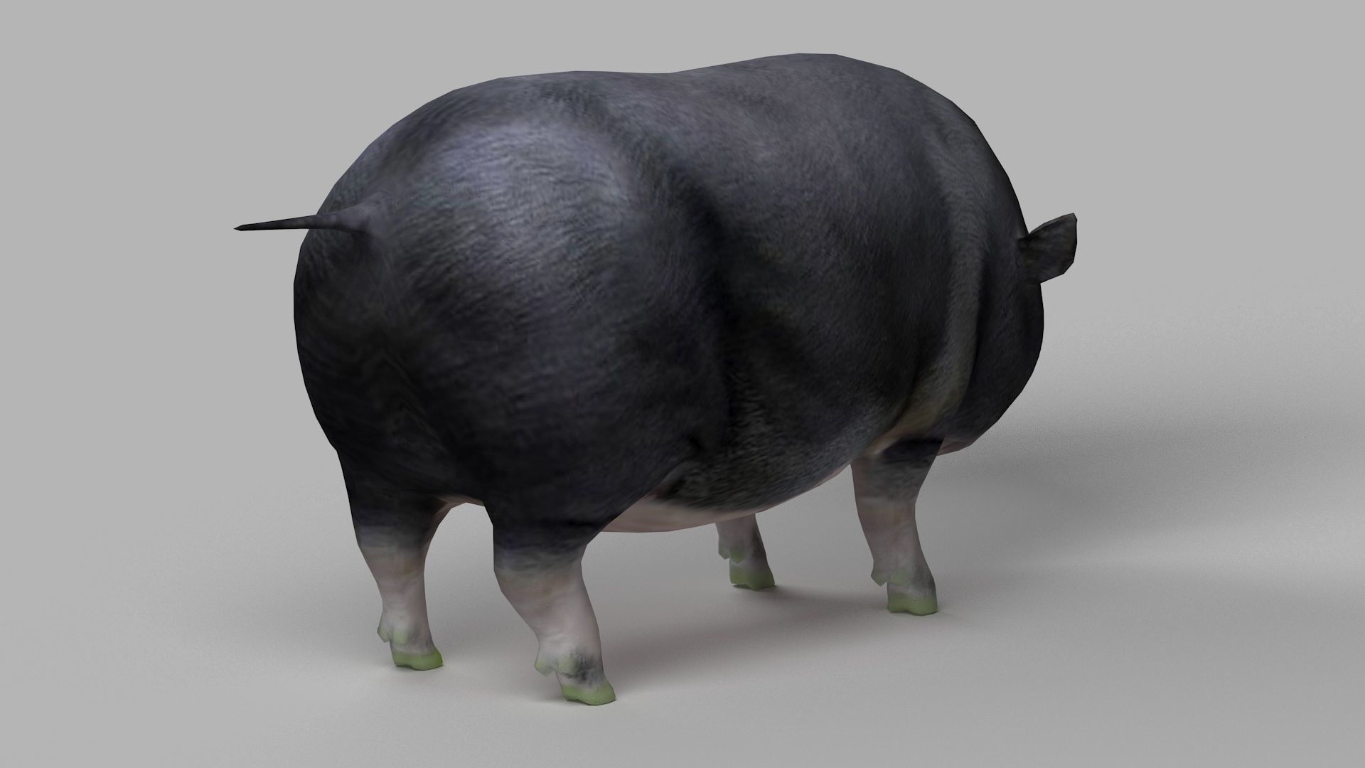 pig meat pork bacon pigletshoat swinedomestic 3D model_2