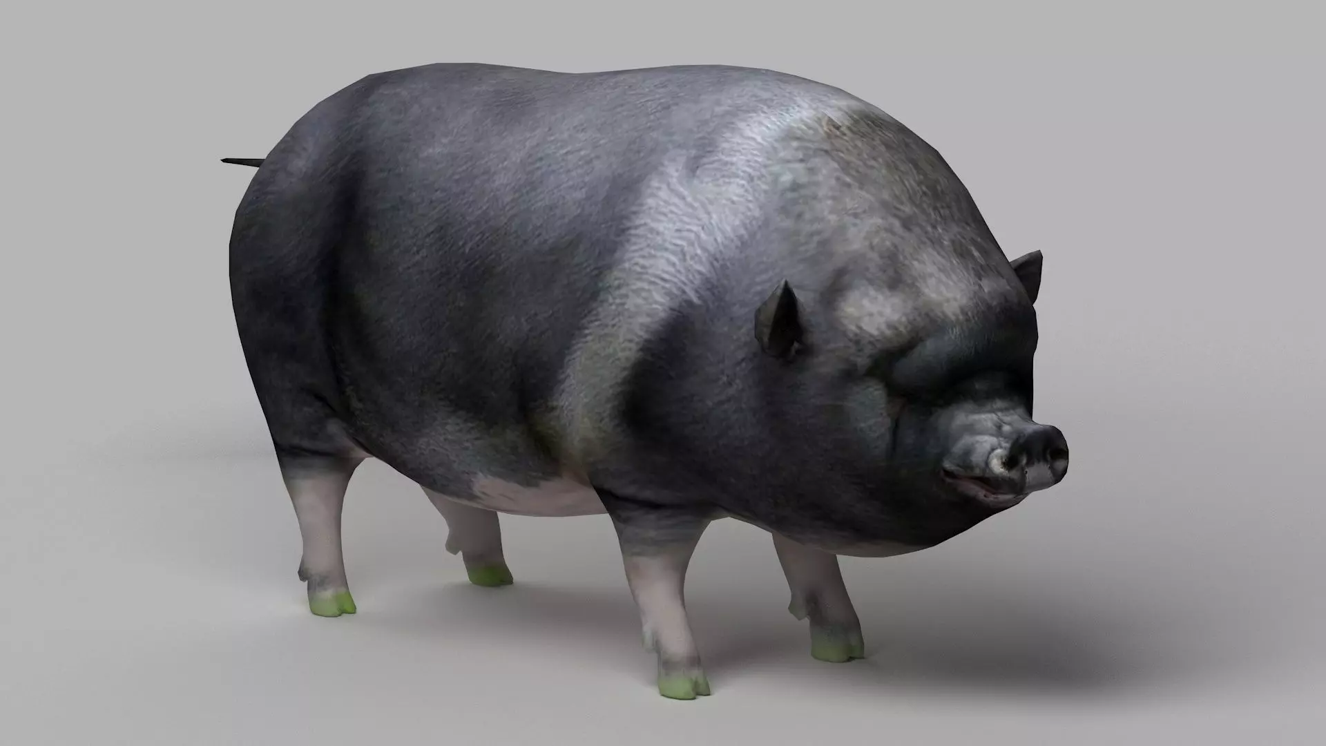 pig meat pork bacon pigletshoat swinedomestic 3D model_0