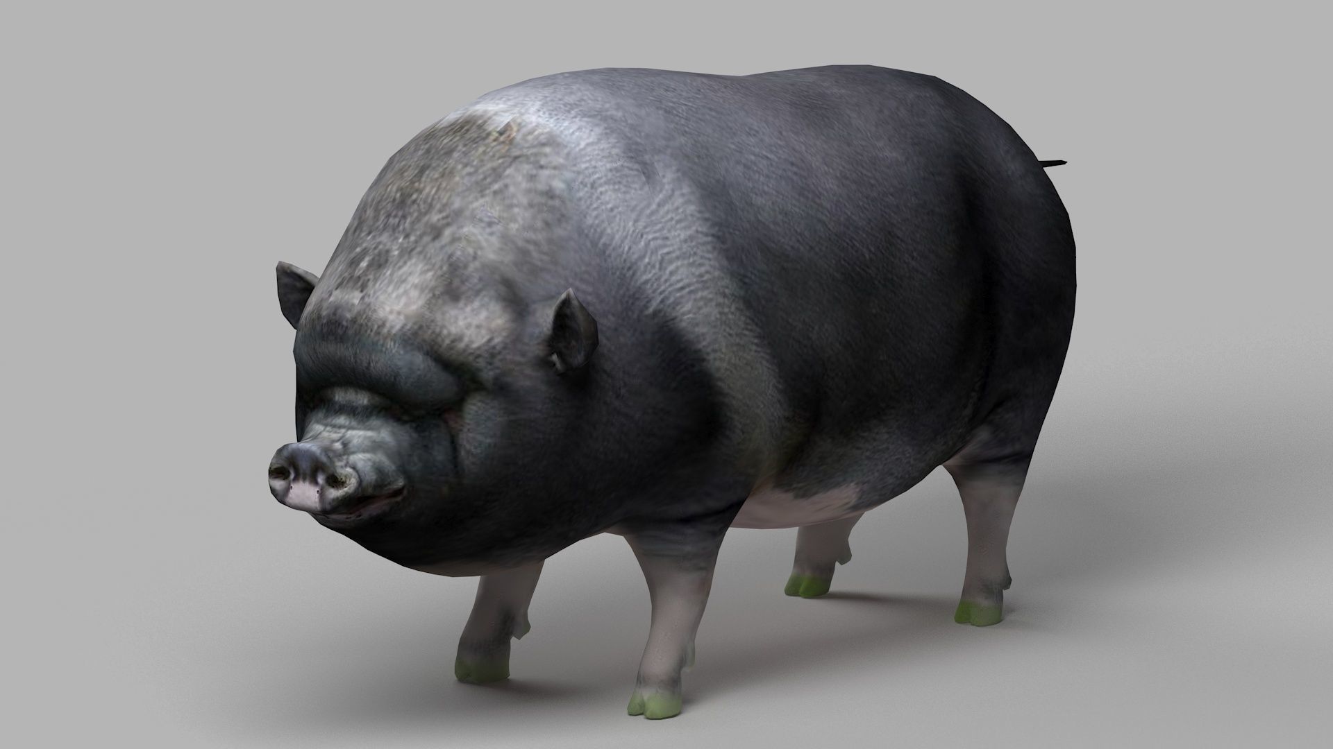 pig meat pork bacon pigletshoat swinedomestic 3D model_4