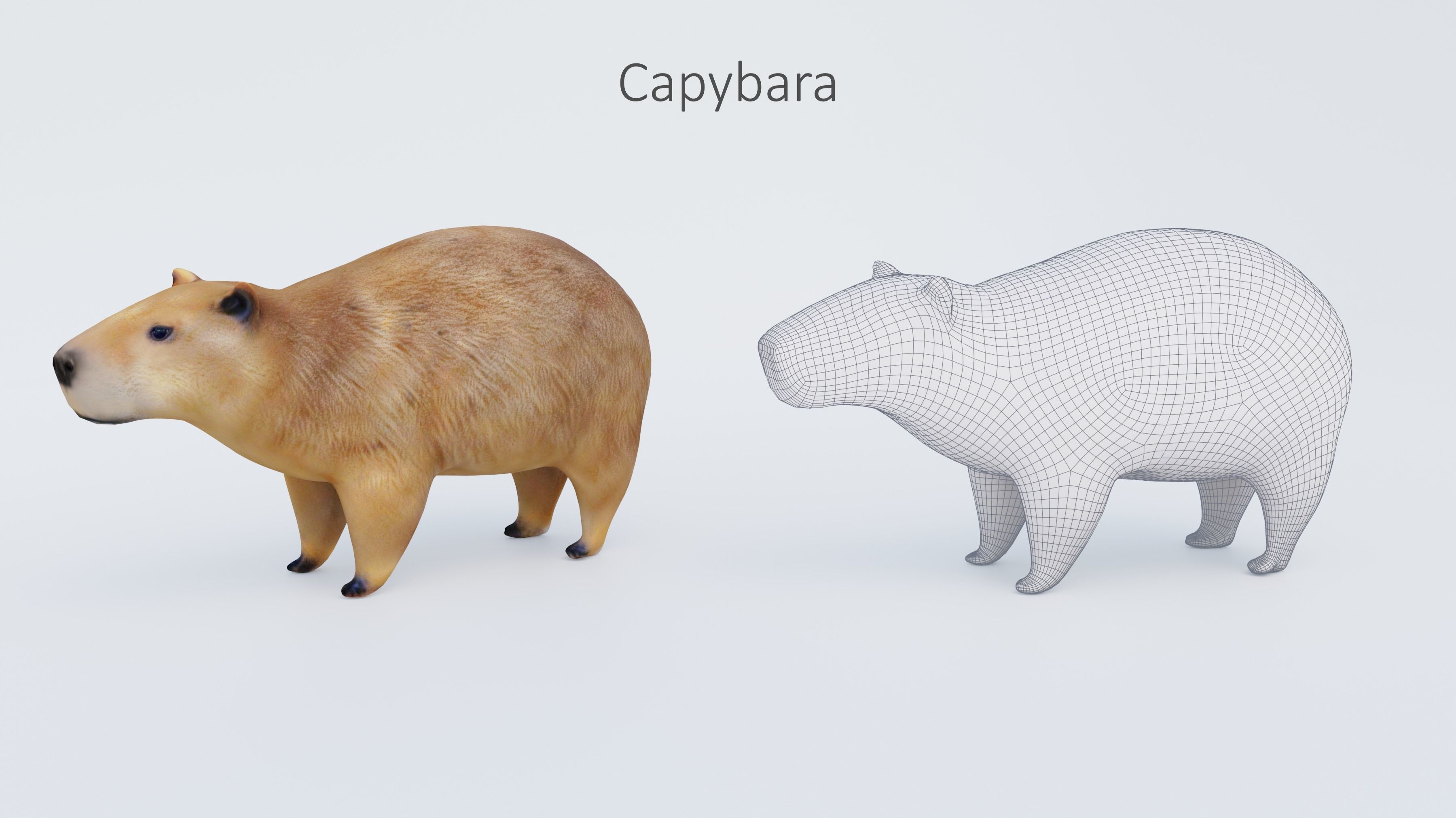 102 Animals Ultimate Collection 3D model_58