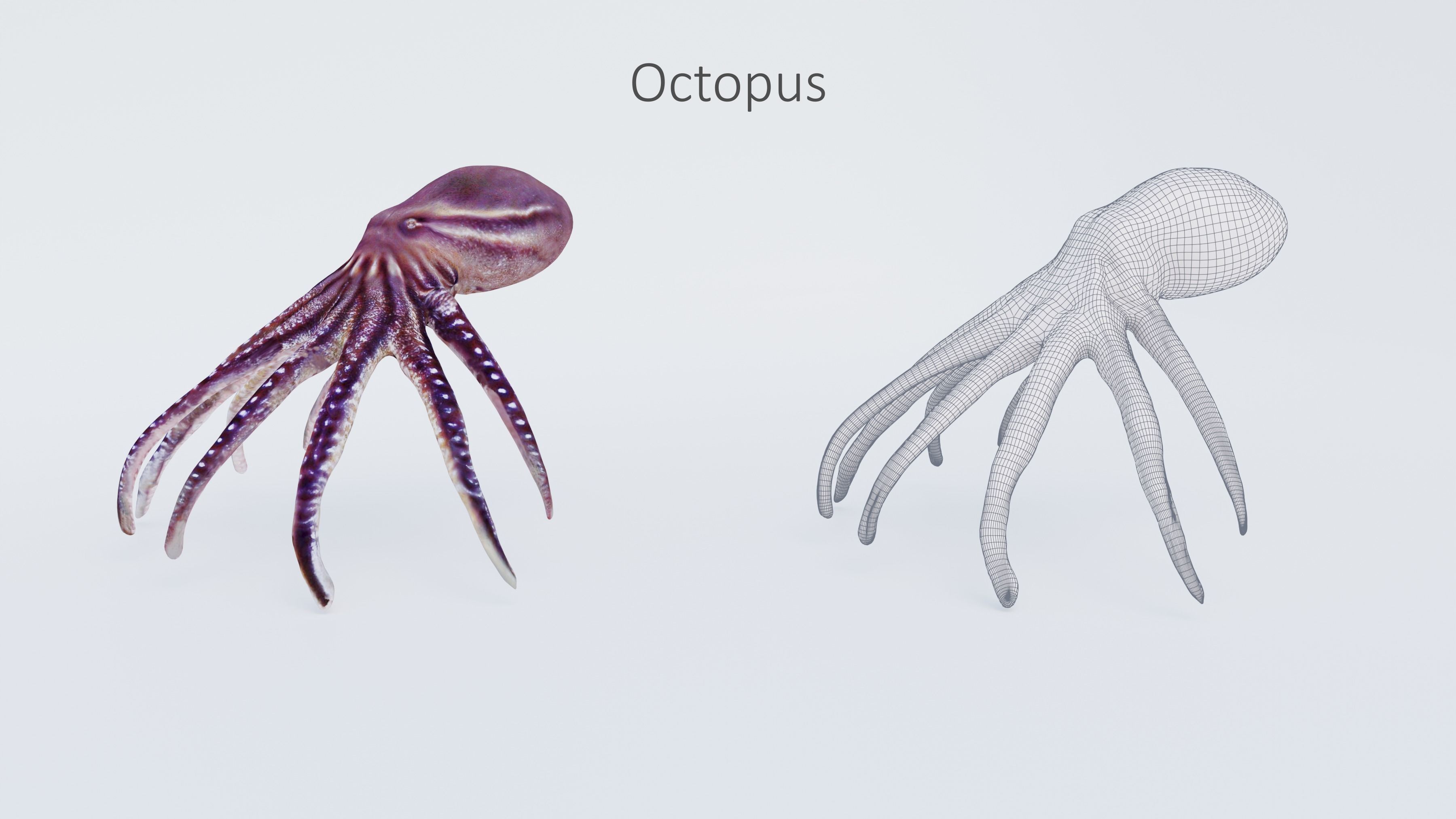 102 Animals Ultimate Collection 3D model_68