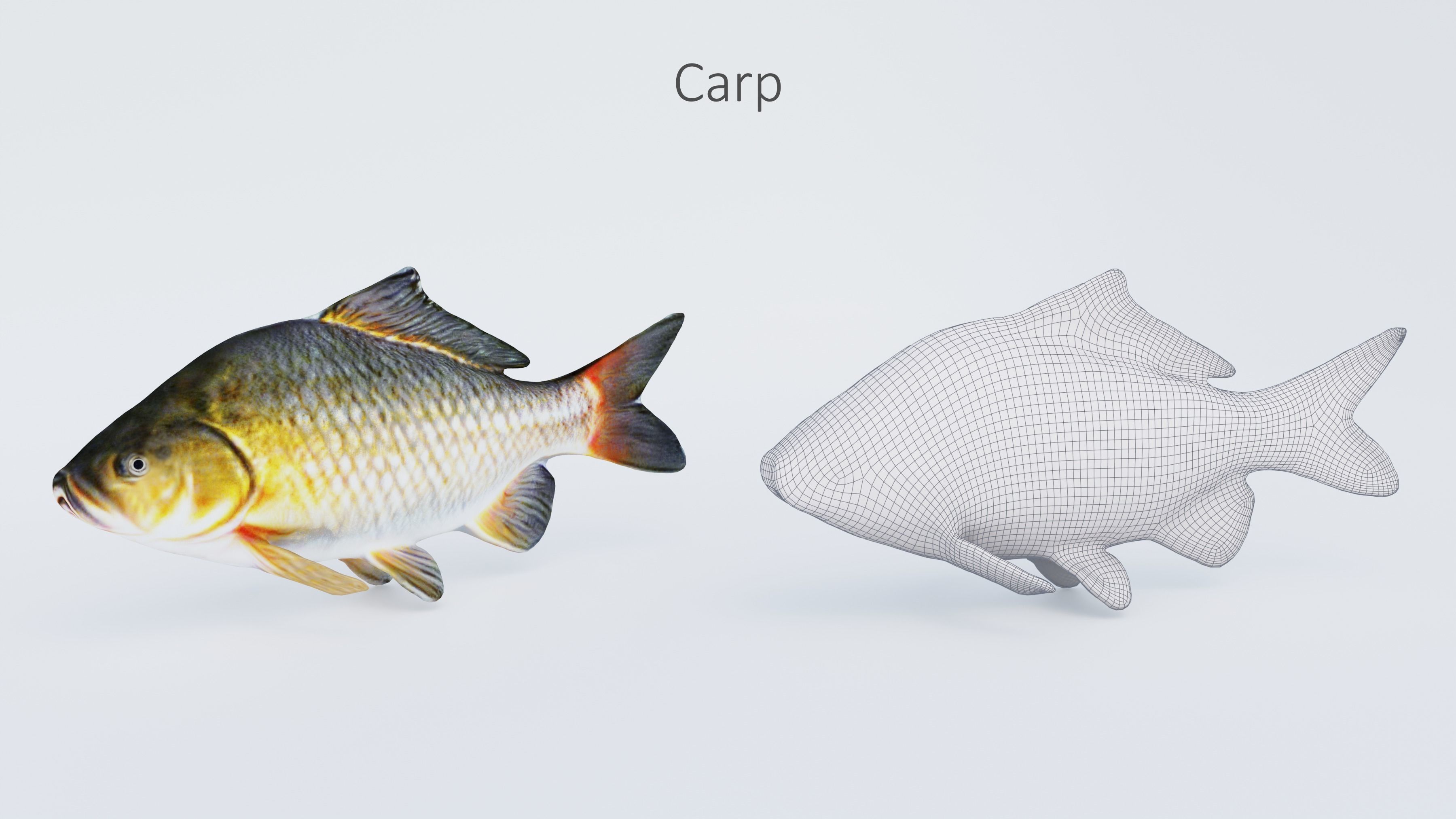 102 Animals Ultimate Collection 3D model_59