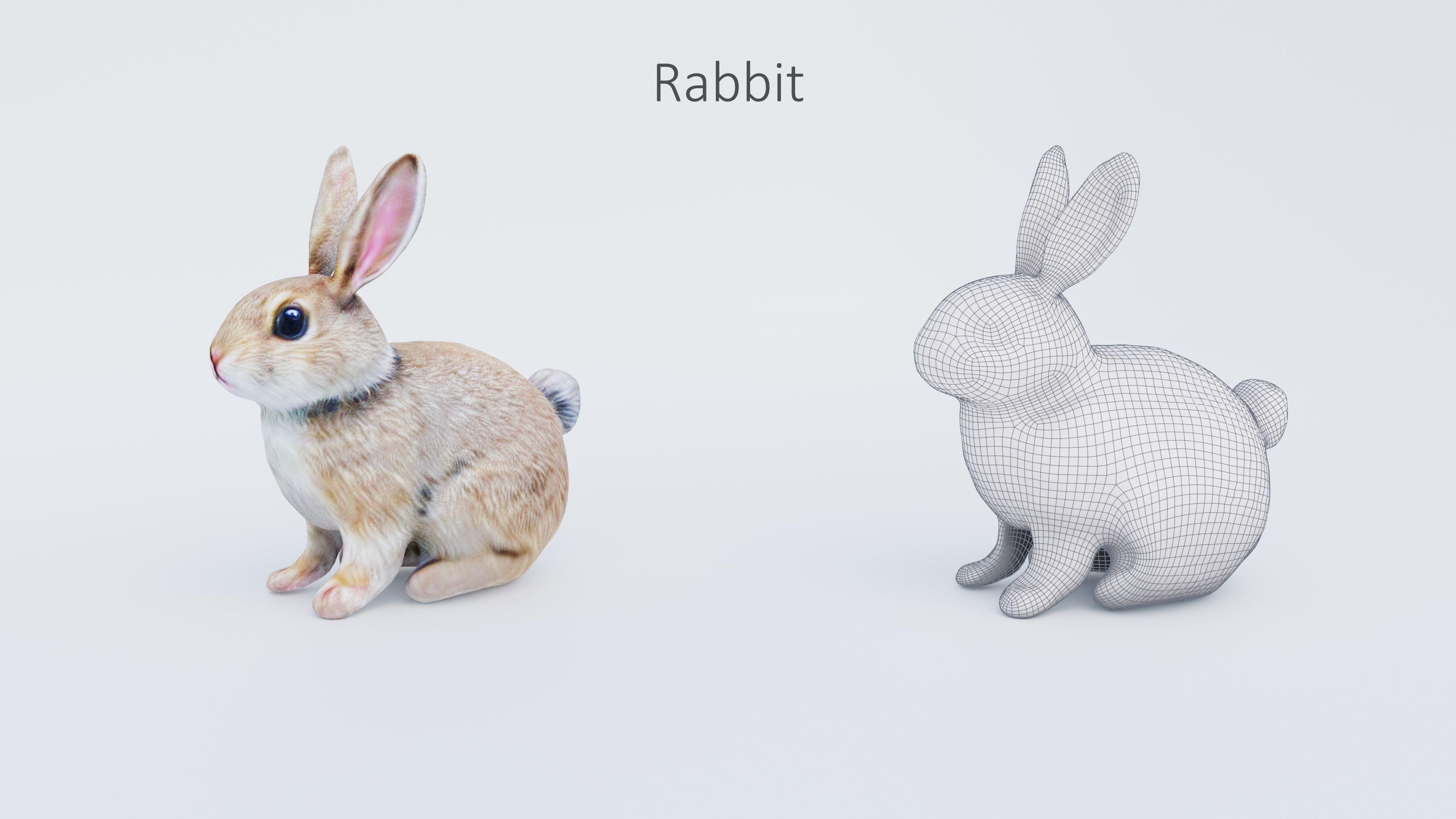 102 Animals Ultimate Collection 3D model_16