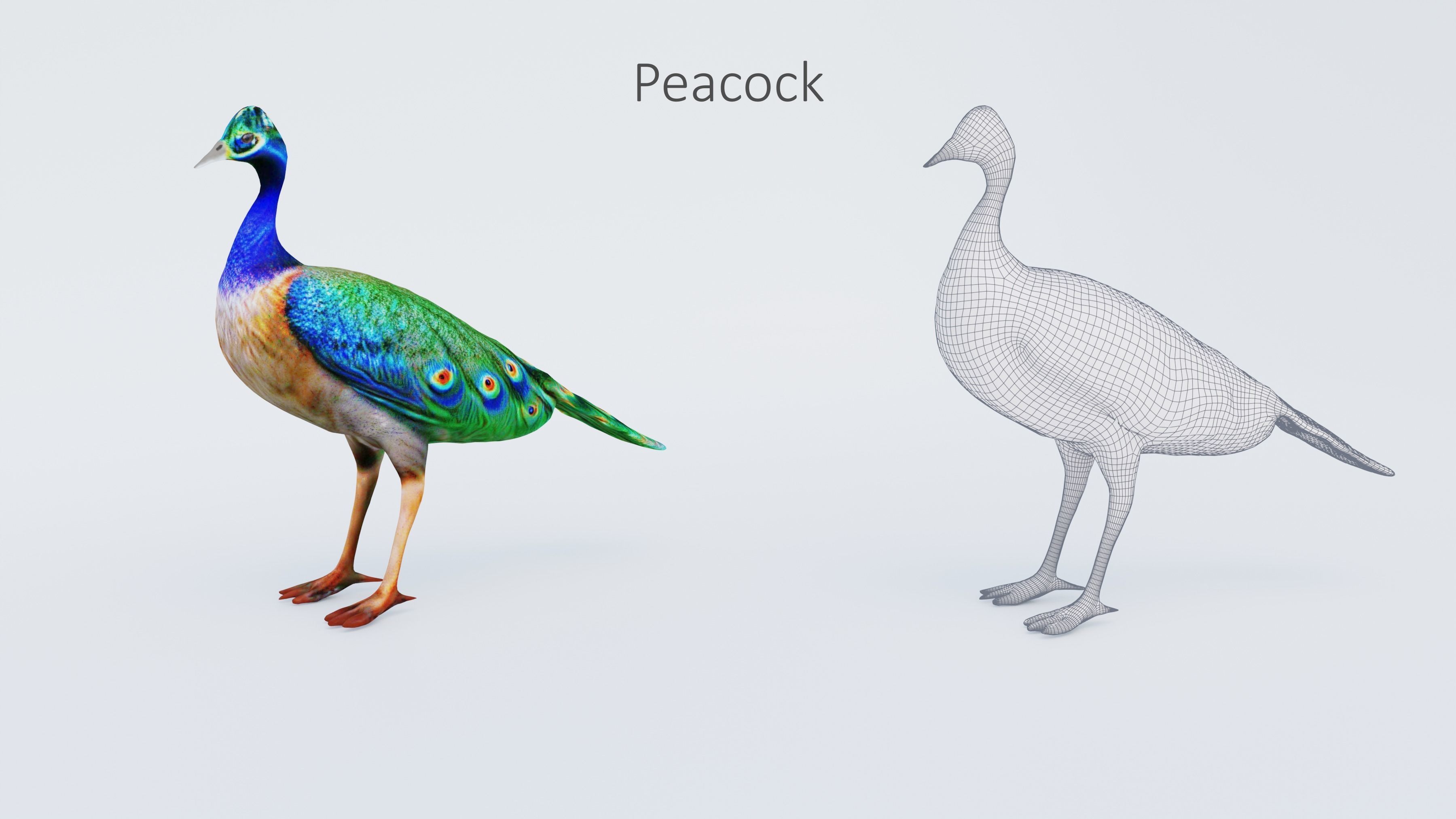 102 Animals Ultimate Collection 3D model_86