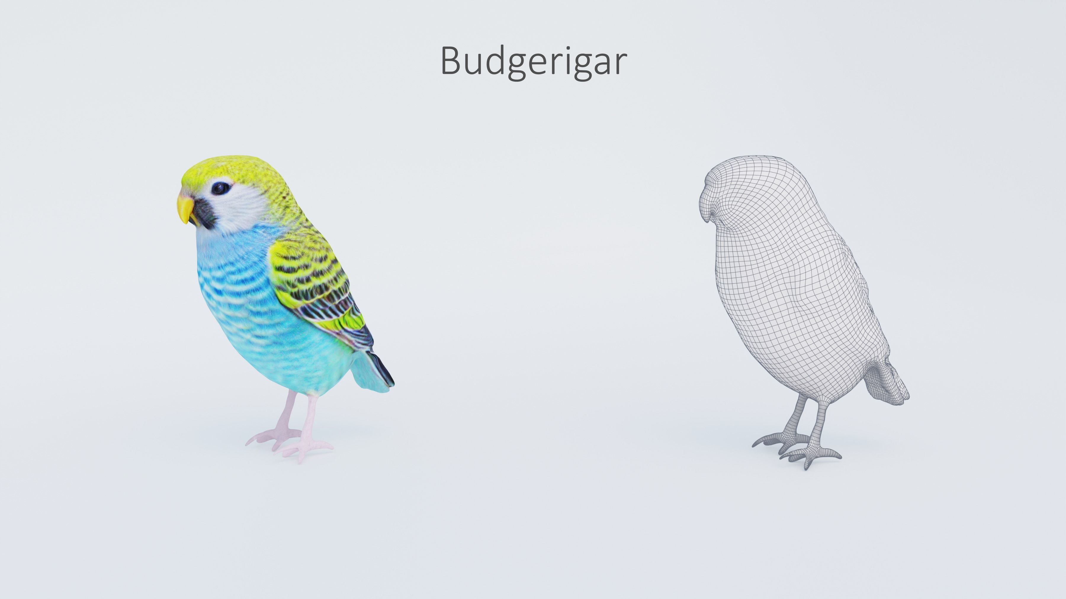 102 Animals Ultimate Collection 3D model_78