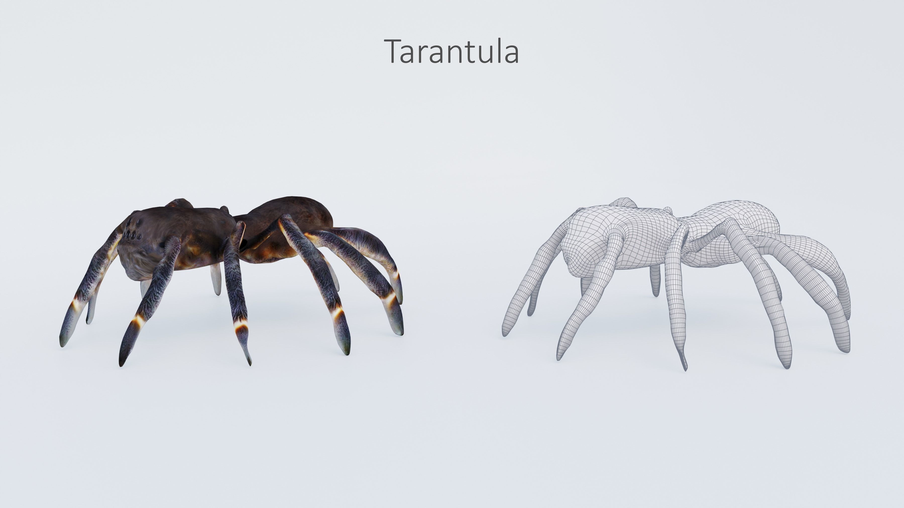 102 Animals Ultimate Collection 3D model_107