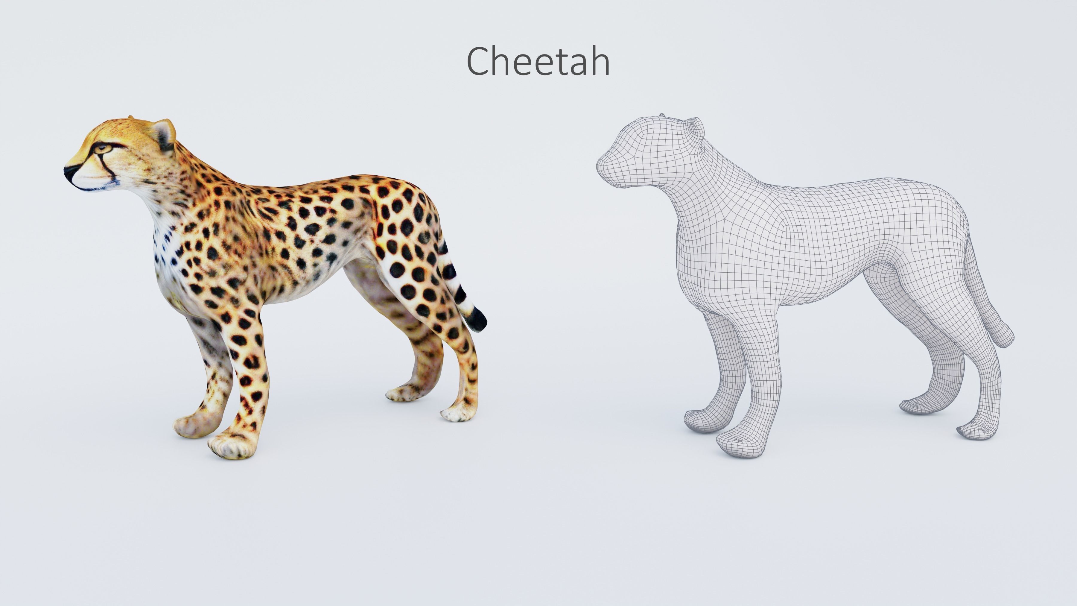 102 Animals Ultimate Collection 3D model_25