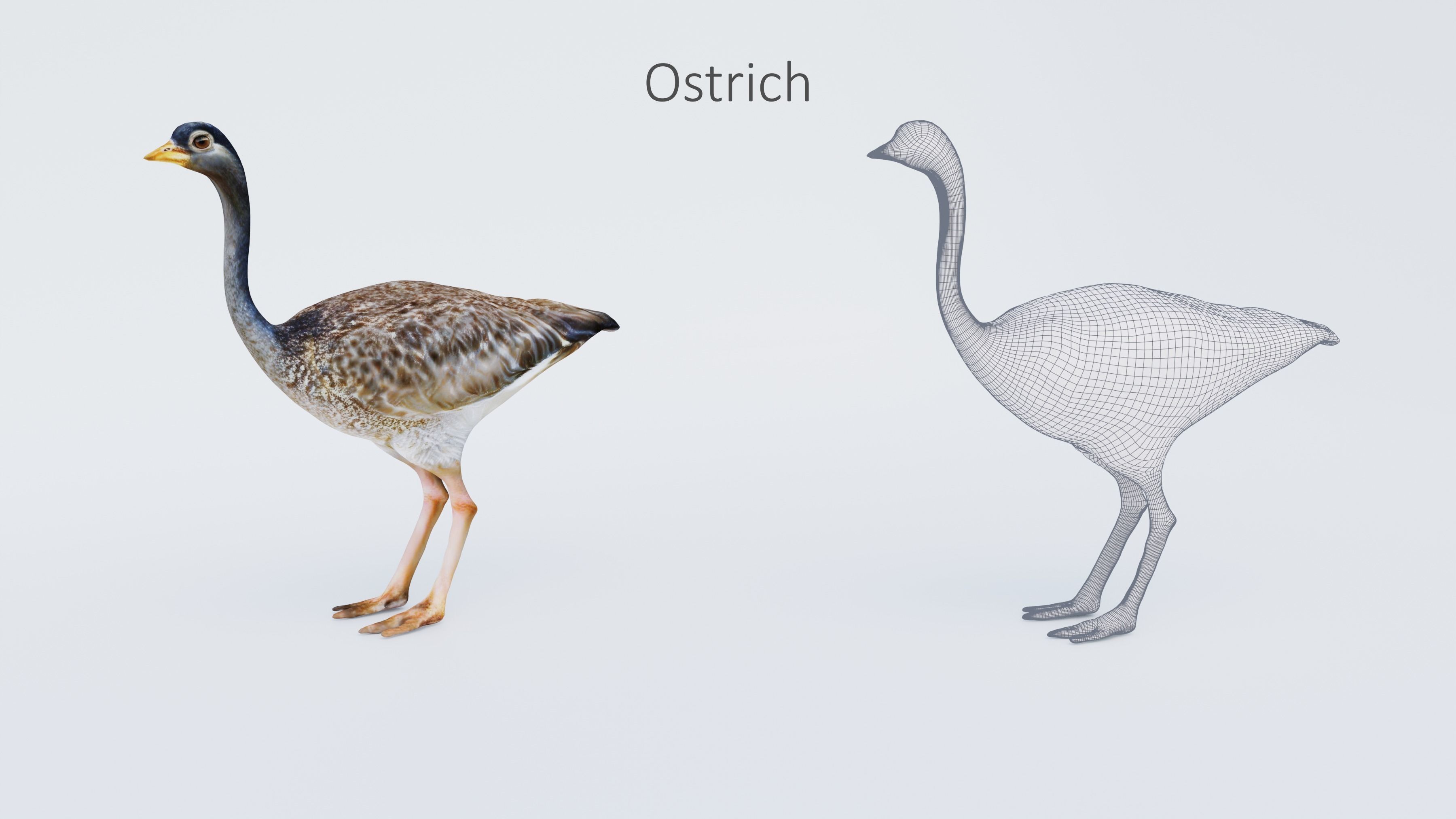 102 Animals Ultimate Collection 3D model_83