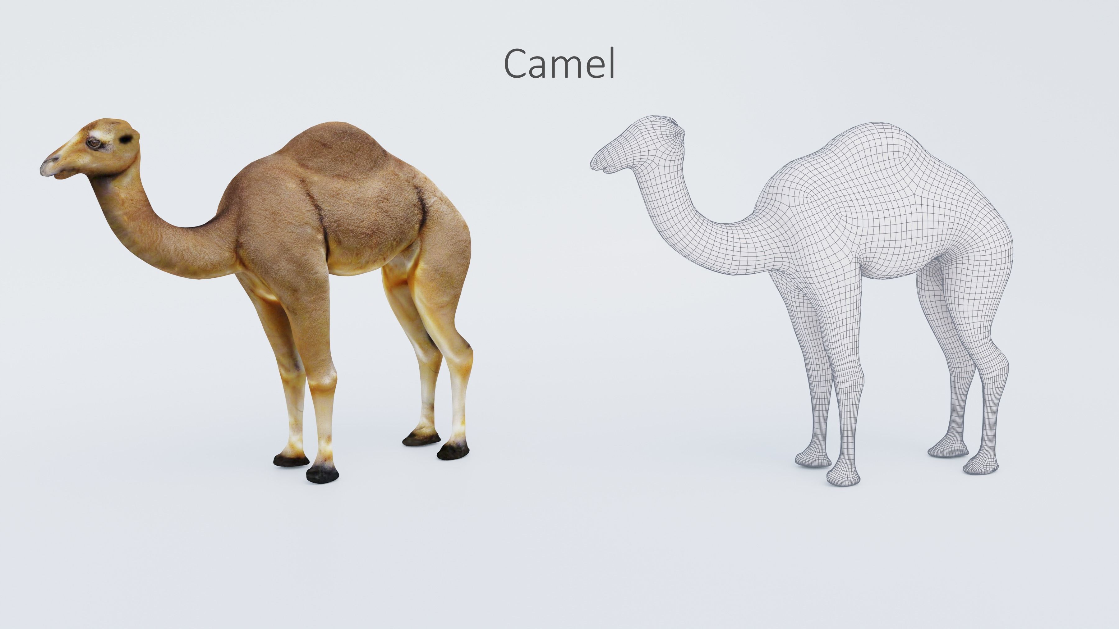 102 Animals Ultimate Collection 3D model_31