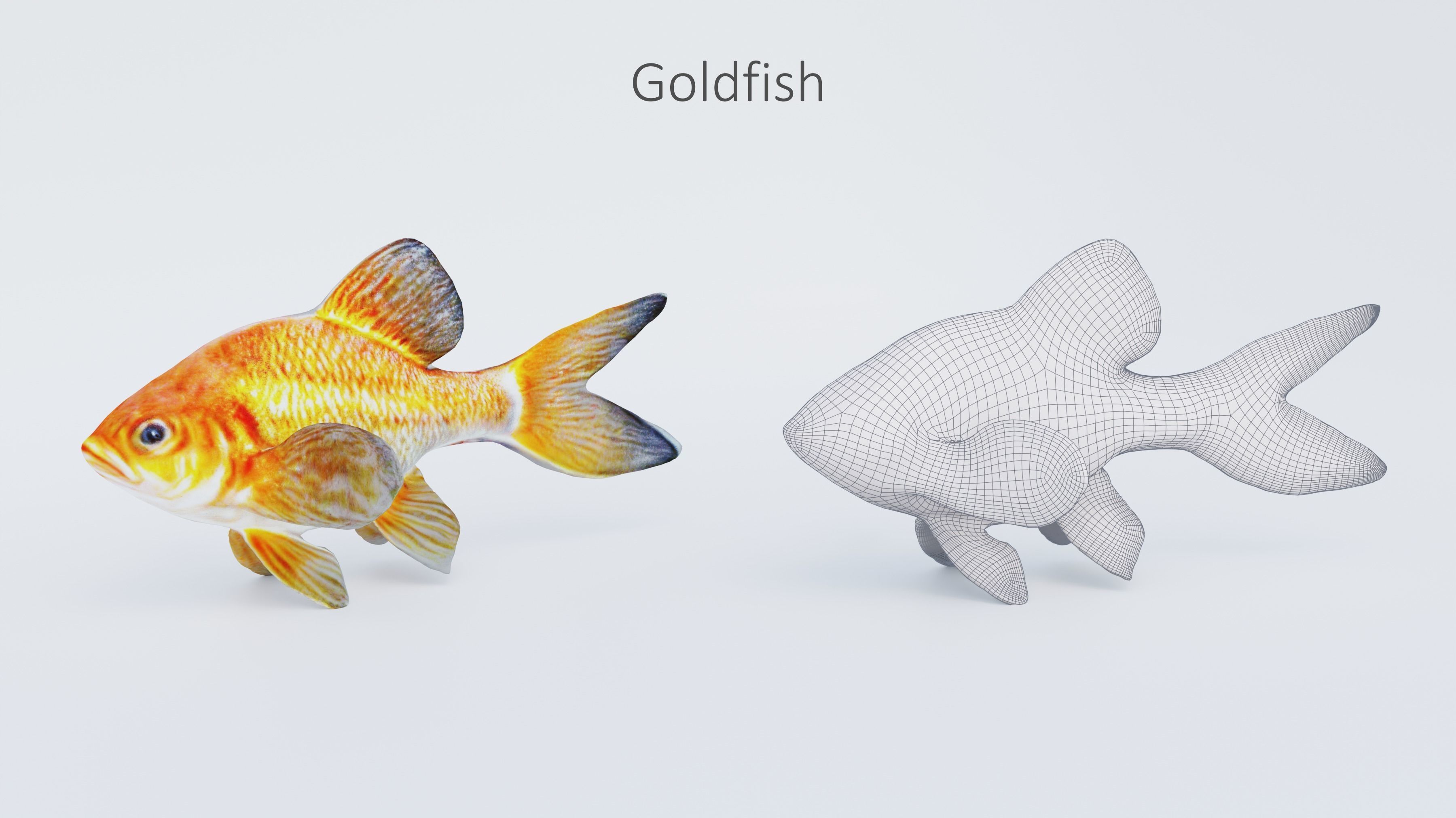 102 Animals Ultimate Collection 3D model_64