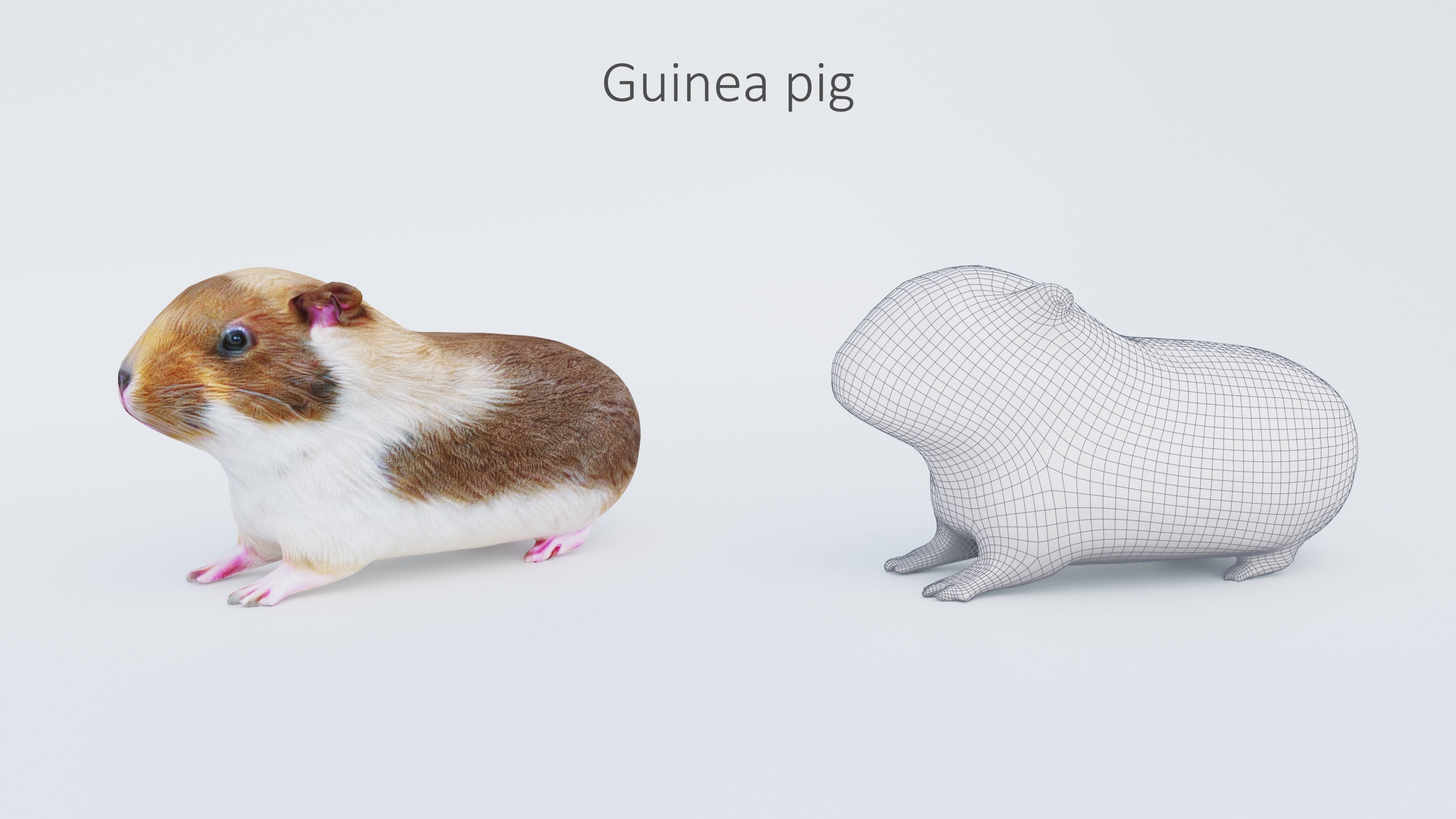 102 Animals Ultimate Collection 3D model_18