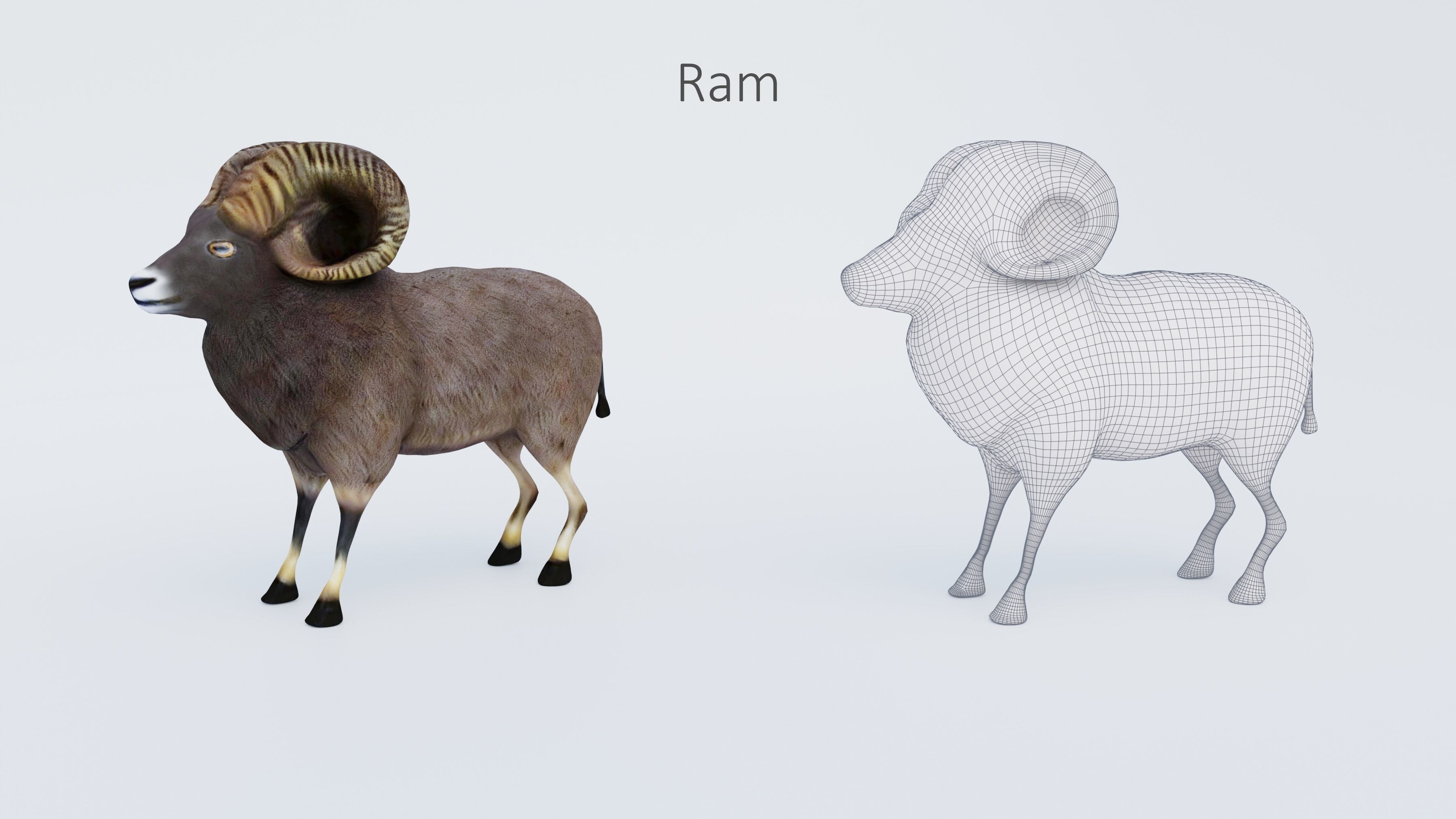 102 Animals Ultimate Collection 3D model_48