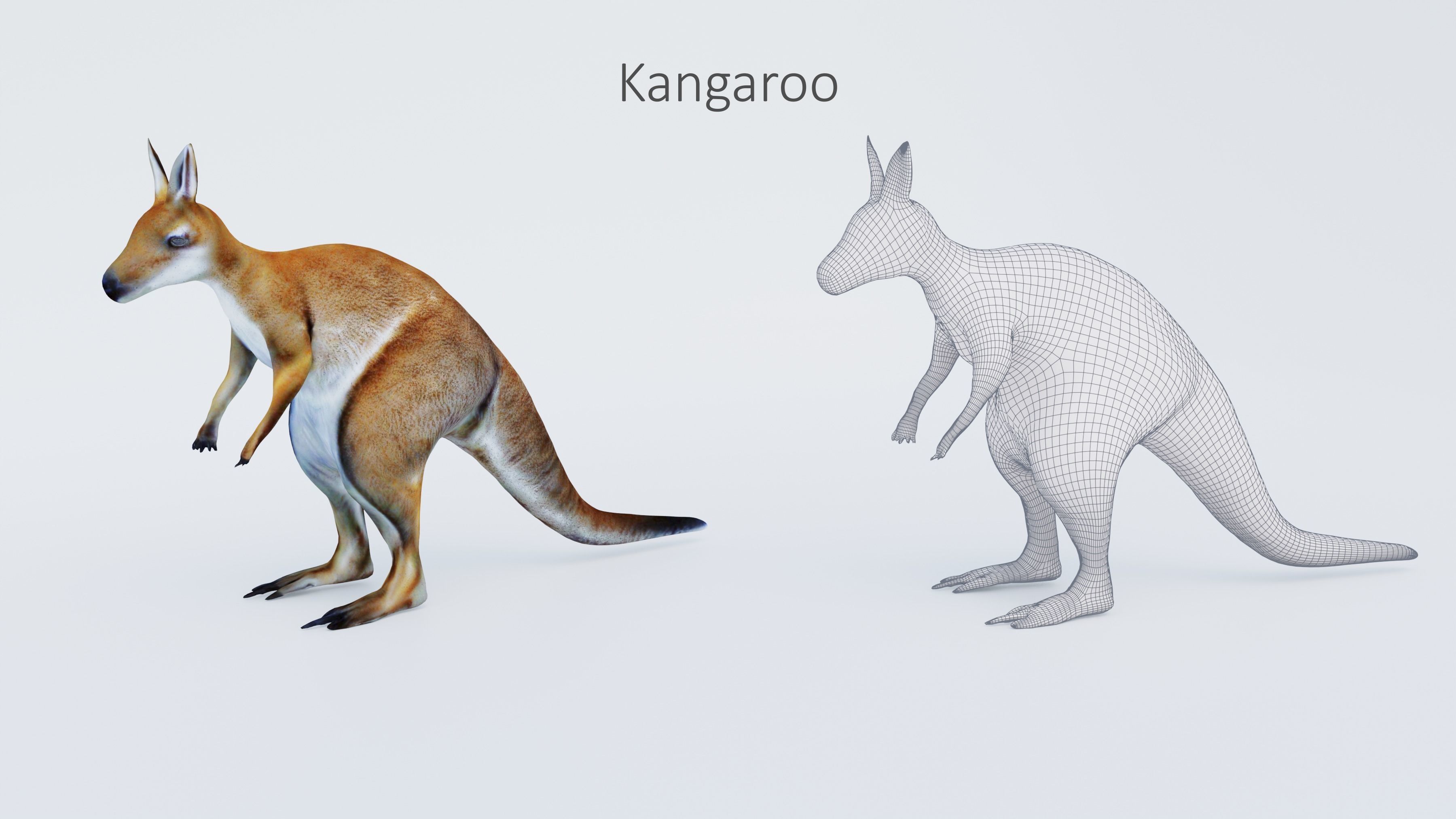 102 Animals Ultimate Collection 3D model_33