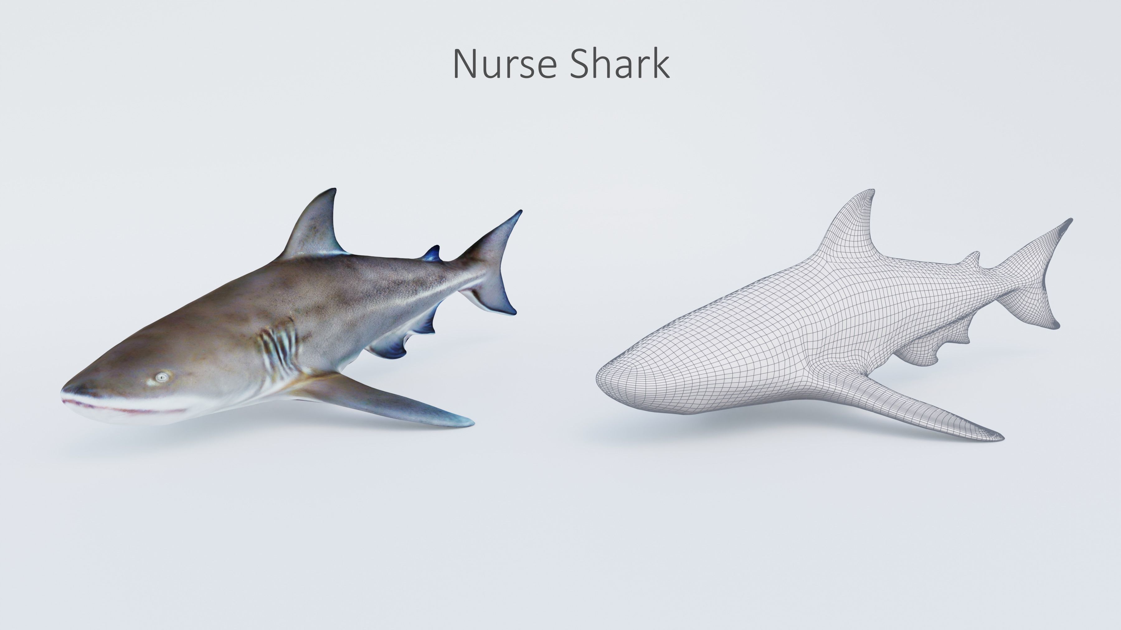 102 Animals Ultimate Collection 3D model_67