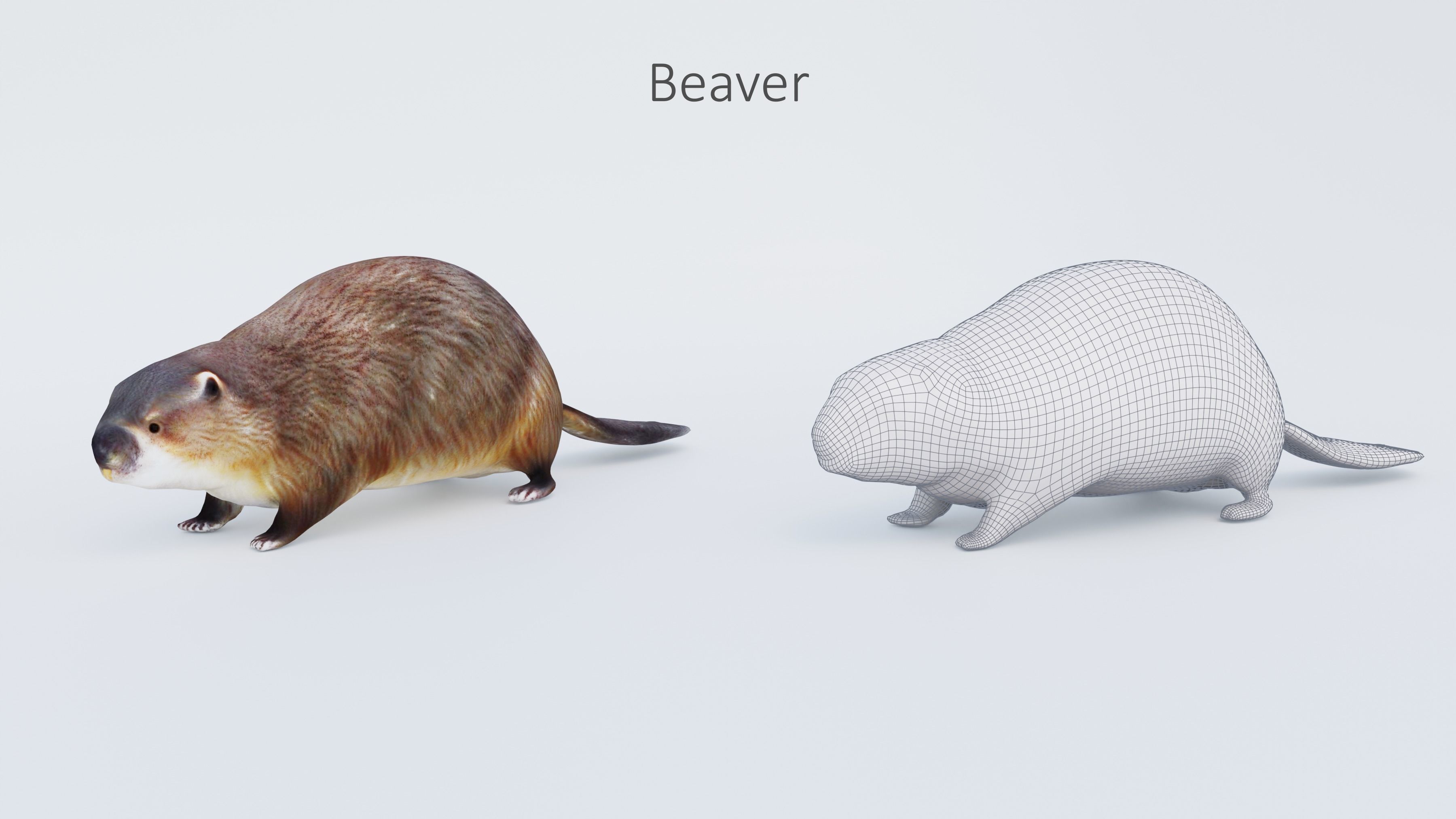 102 Animals Ultimate Collection 3D model_57