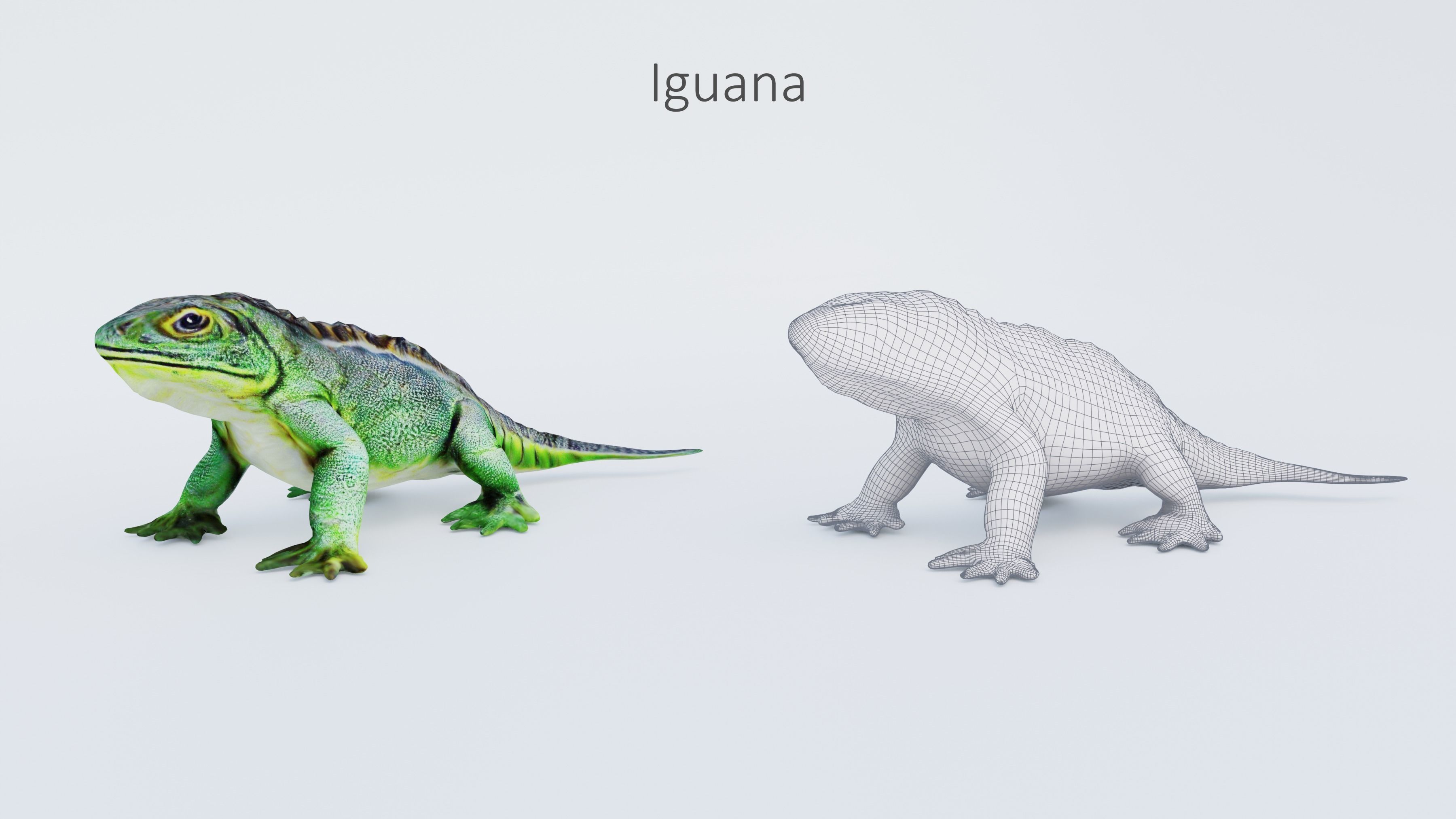 102 Animals Ultimate Collection 3D model_99