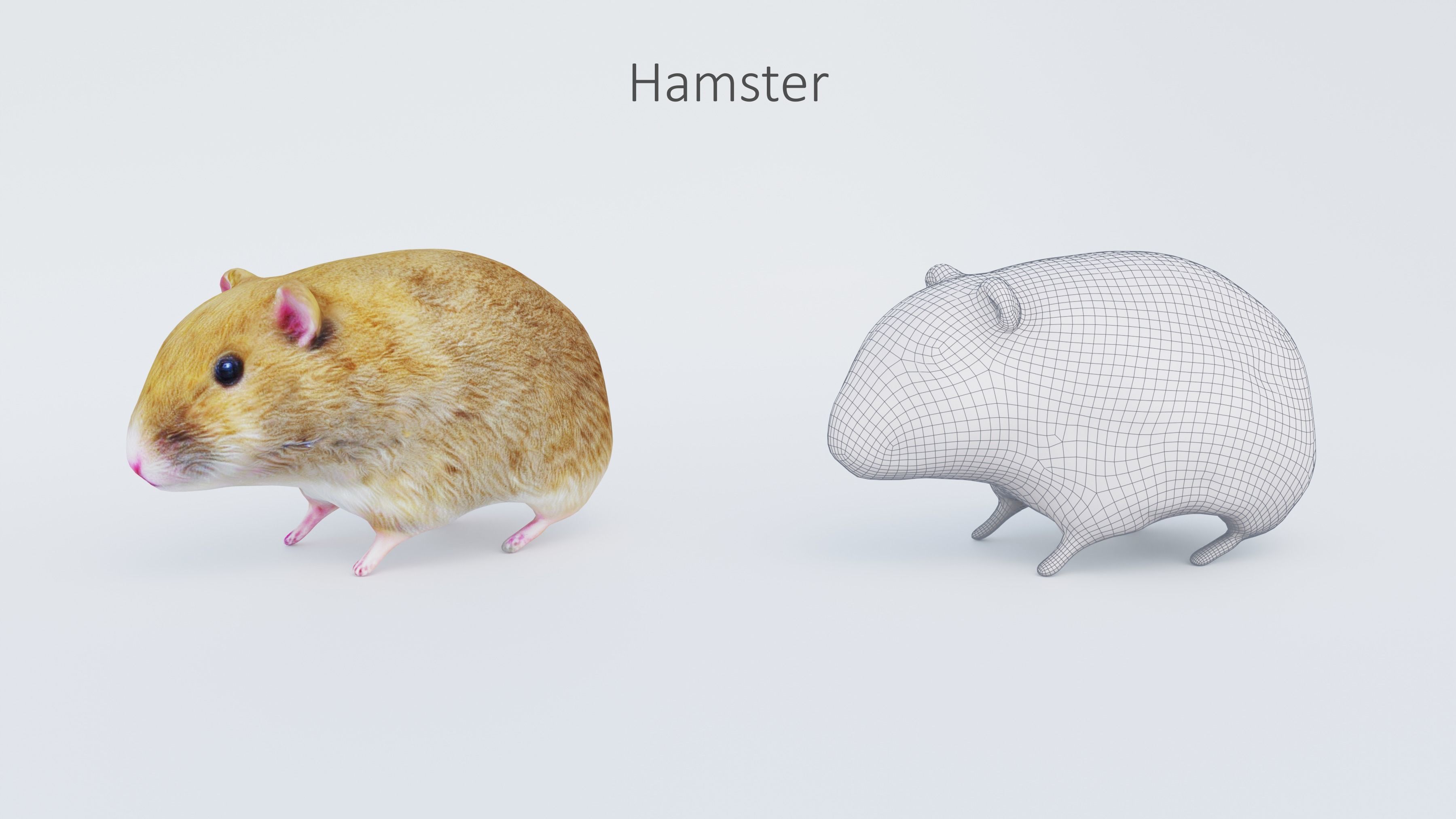 102 Animals Ultimate Collection 3D model_12