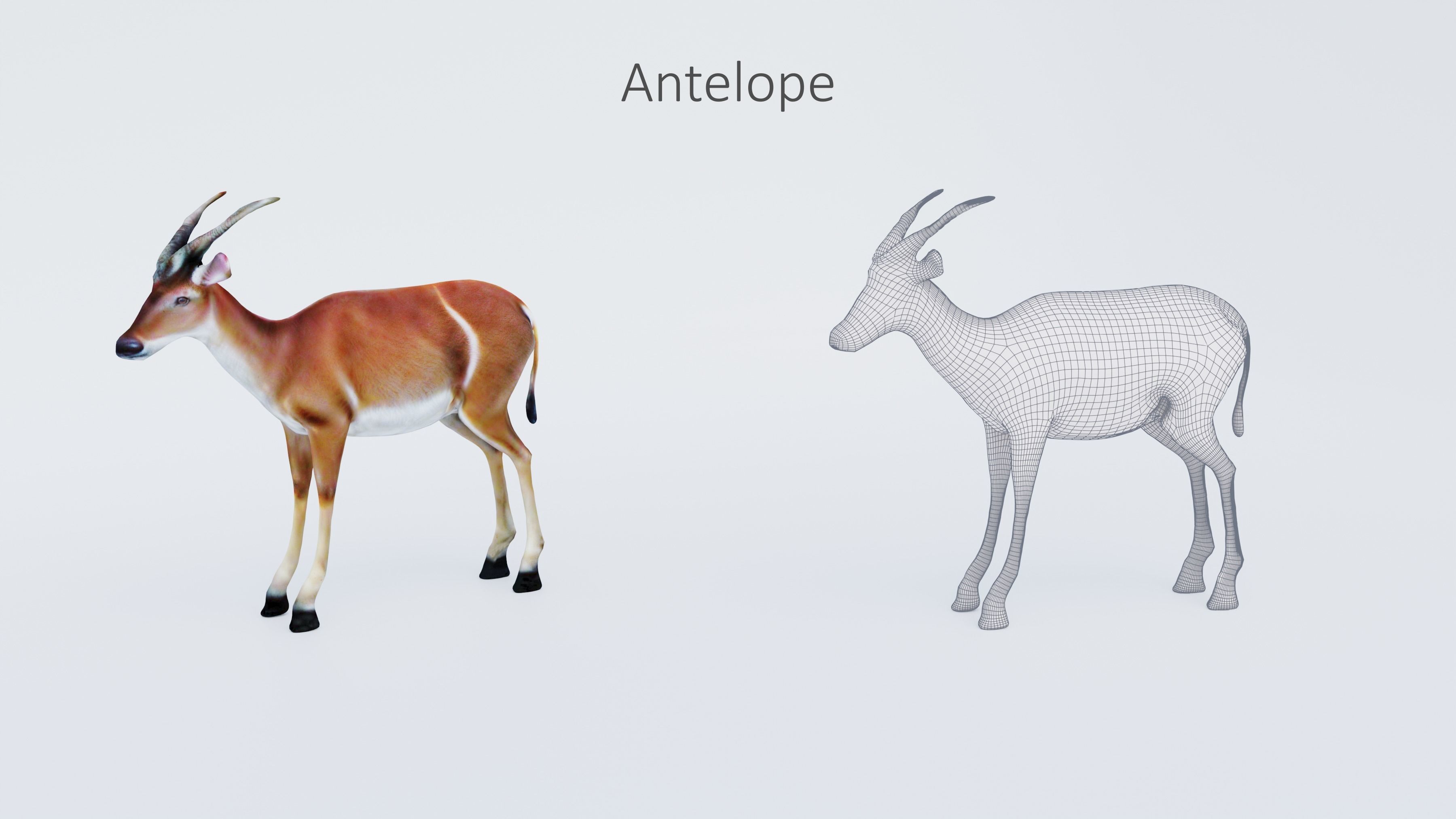 102 Animals Ultimate Collection 3D model_22