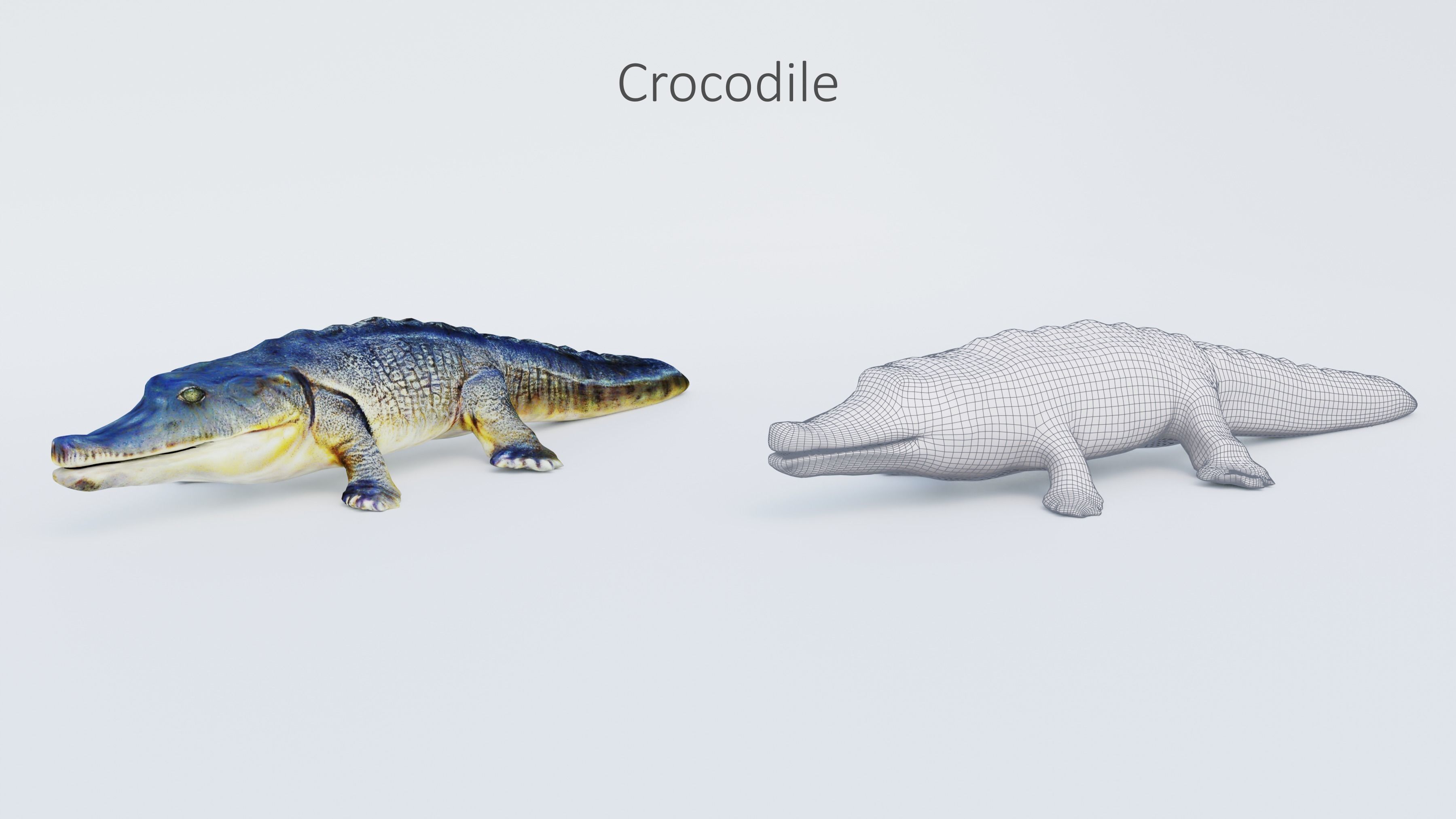 102 Animals Ultimate Collection 3D model_97