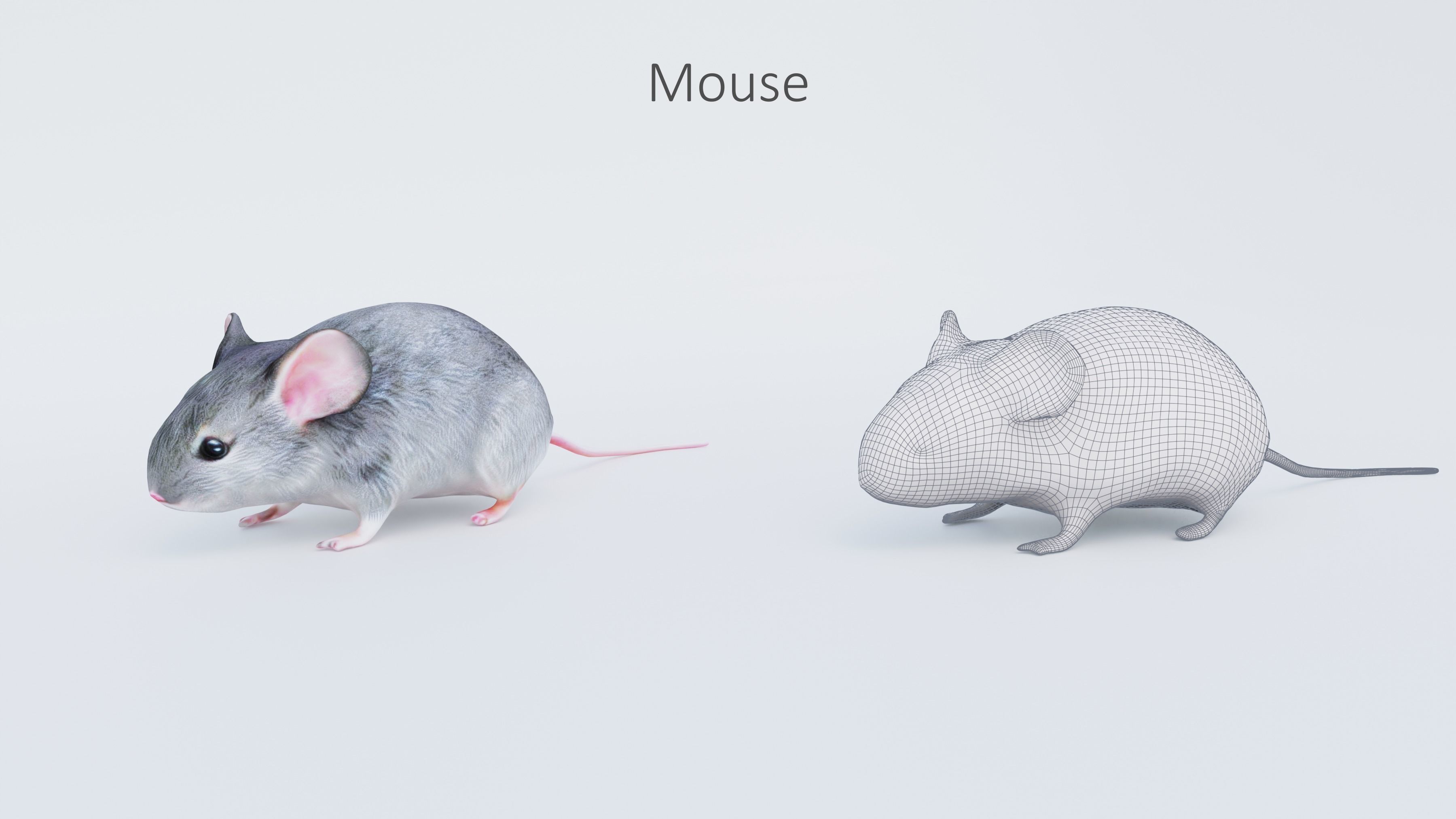 102 Animals Ultimate Collection 3D model_19