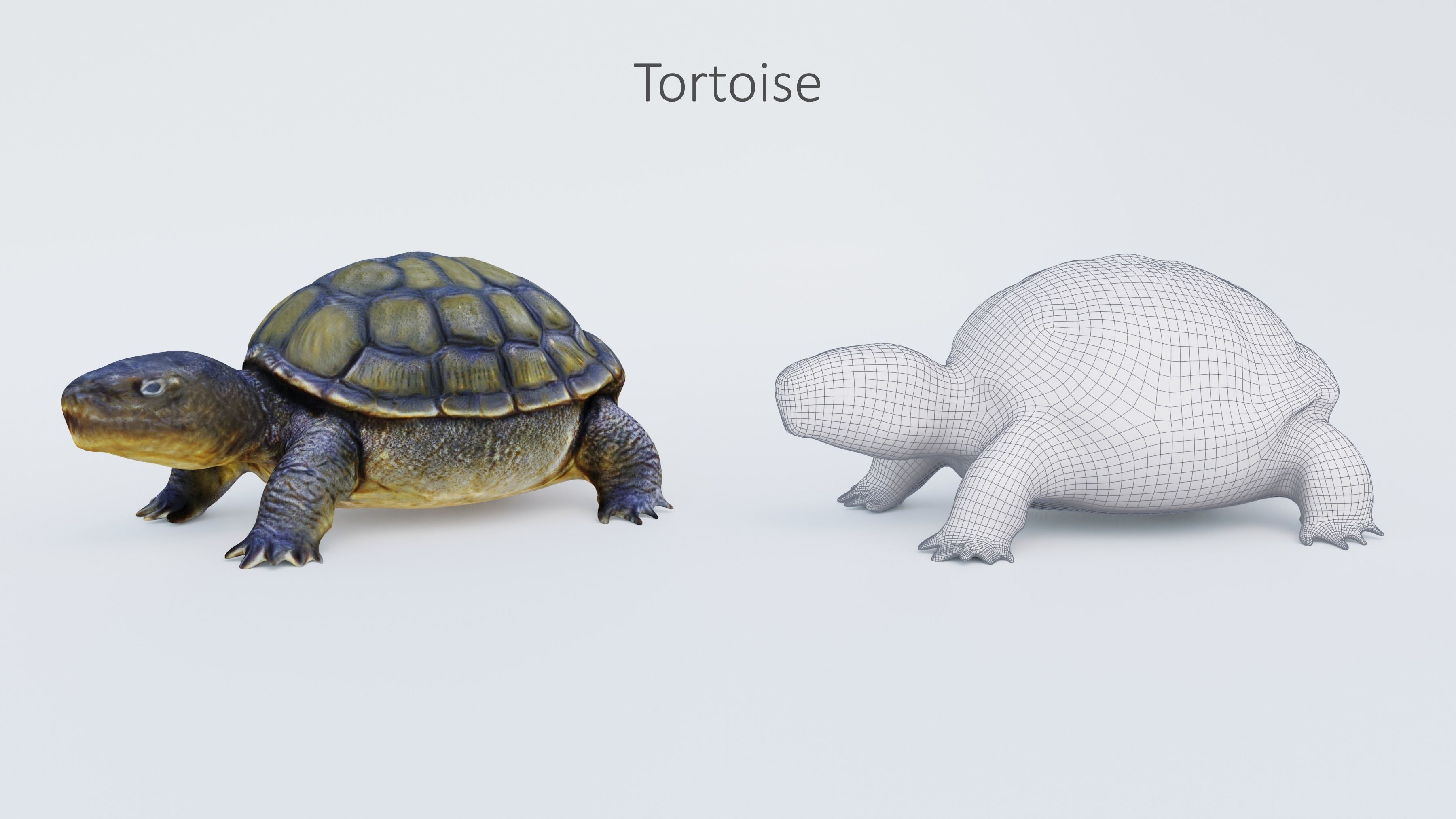 102 Animals Ultimate Collection 3D model_101