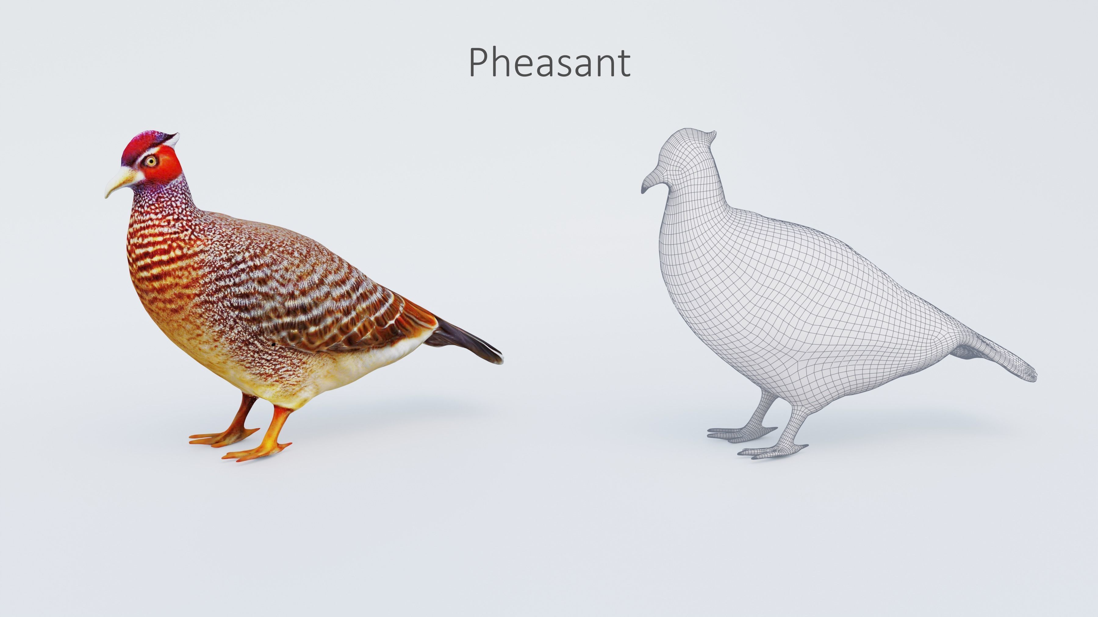 102 Animals Ultimate Collection 3D model_88