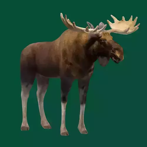 Eurasian Elk Moose Mammal Low-poly 3D model
