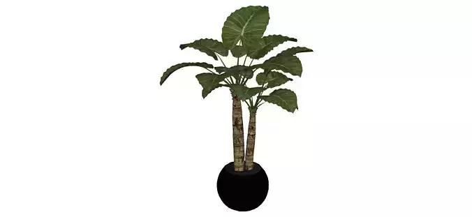 plant05 Free 3D model