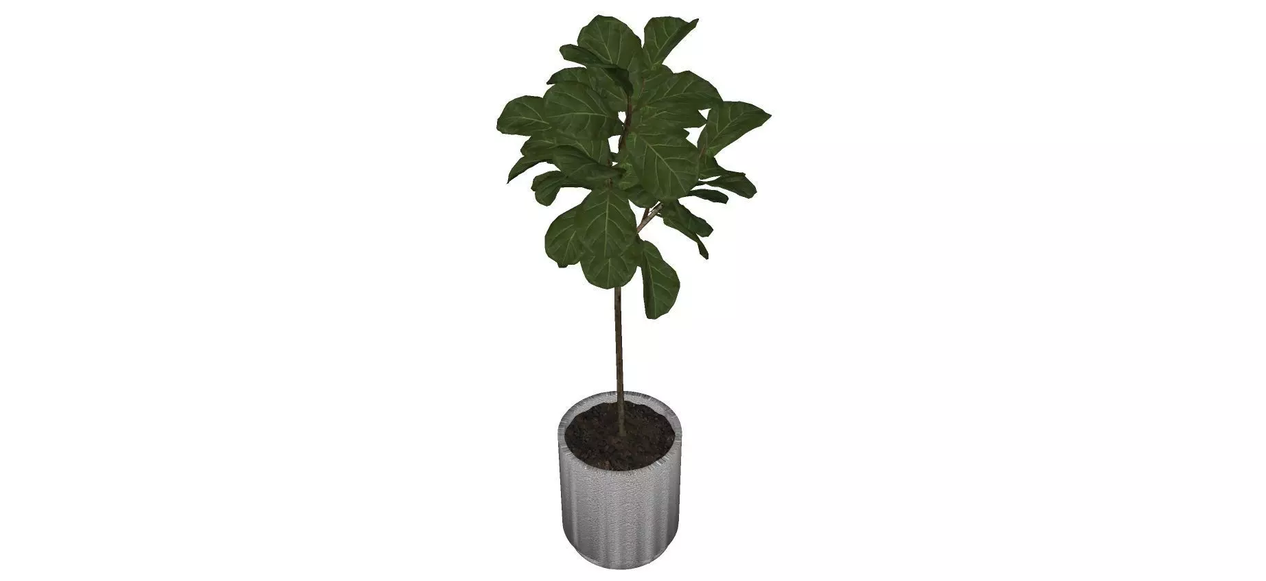 plant06 Free 3D model