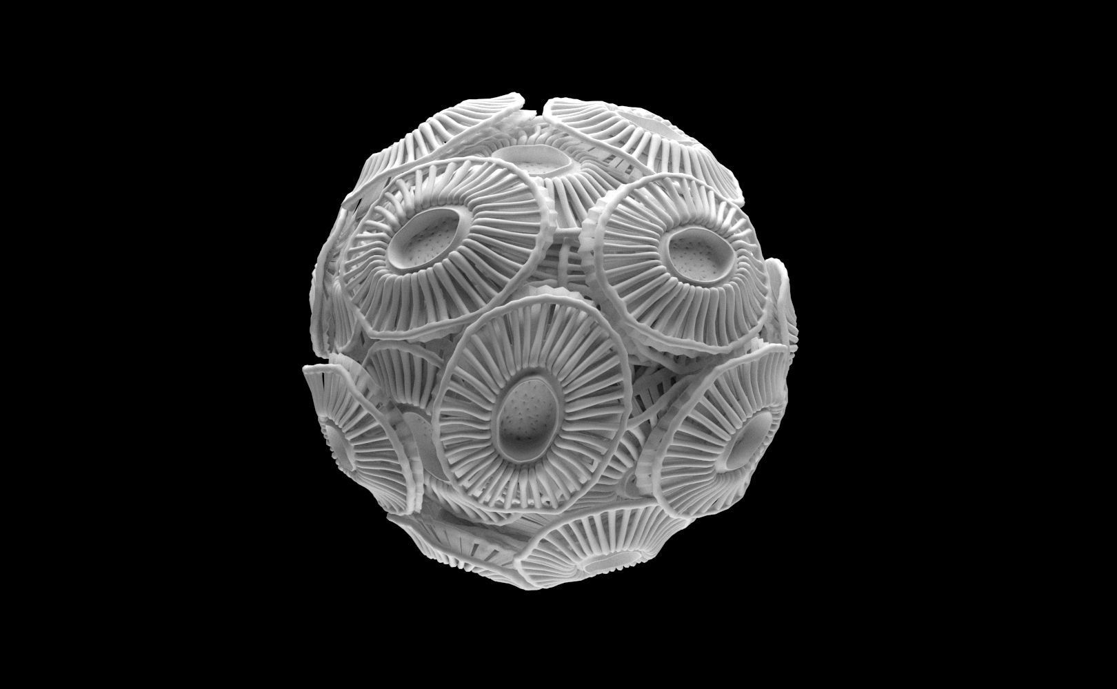 Emiliania huxleyi Plankton 3D model_3
