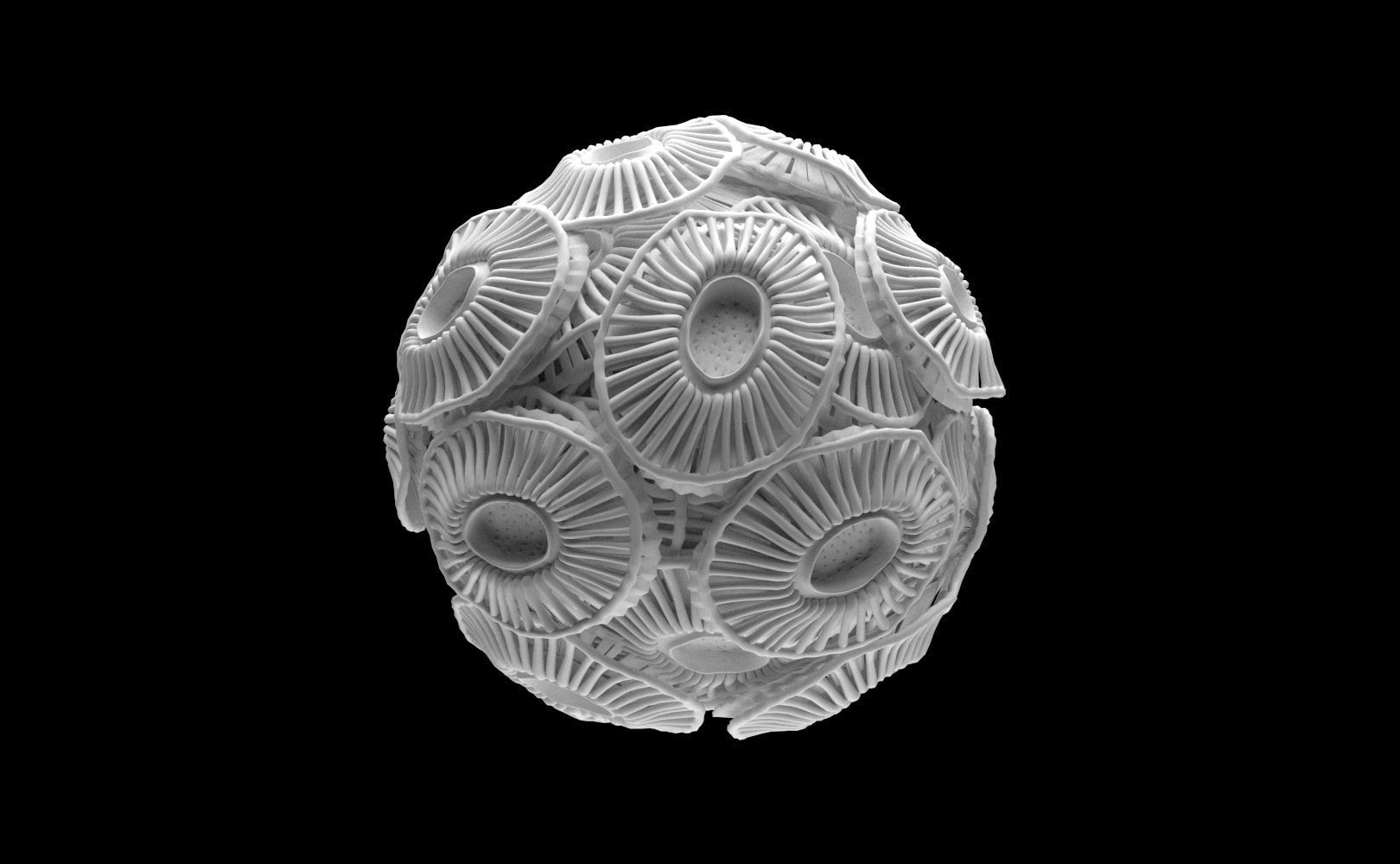 Emiliania huxleyi Plankton 3D model_1
