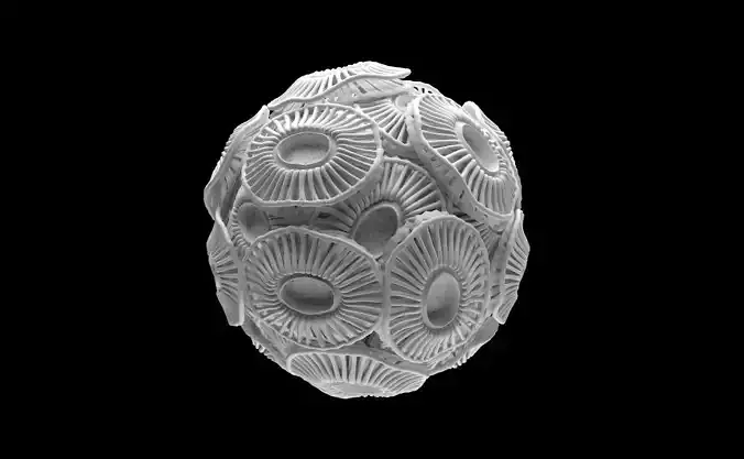 Emiliania huxleyi Plankton