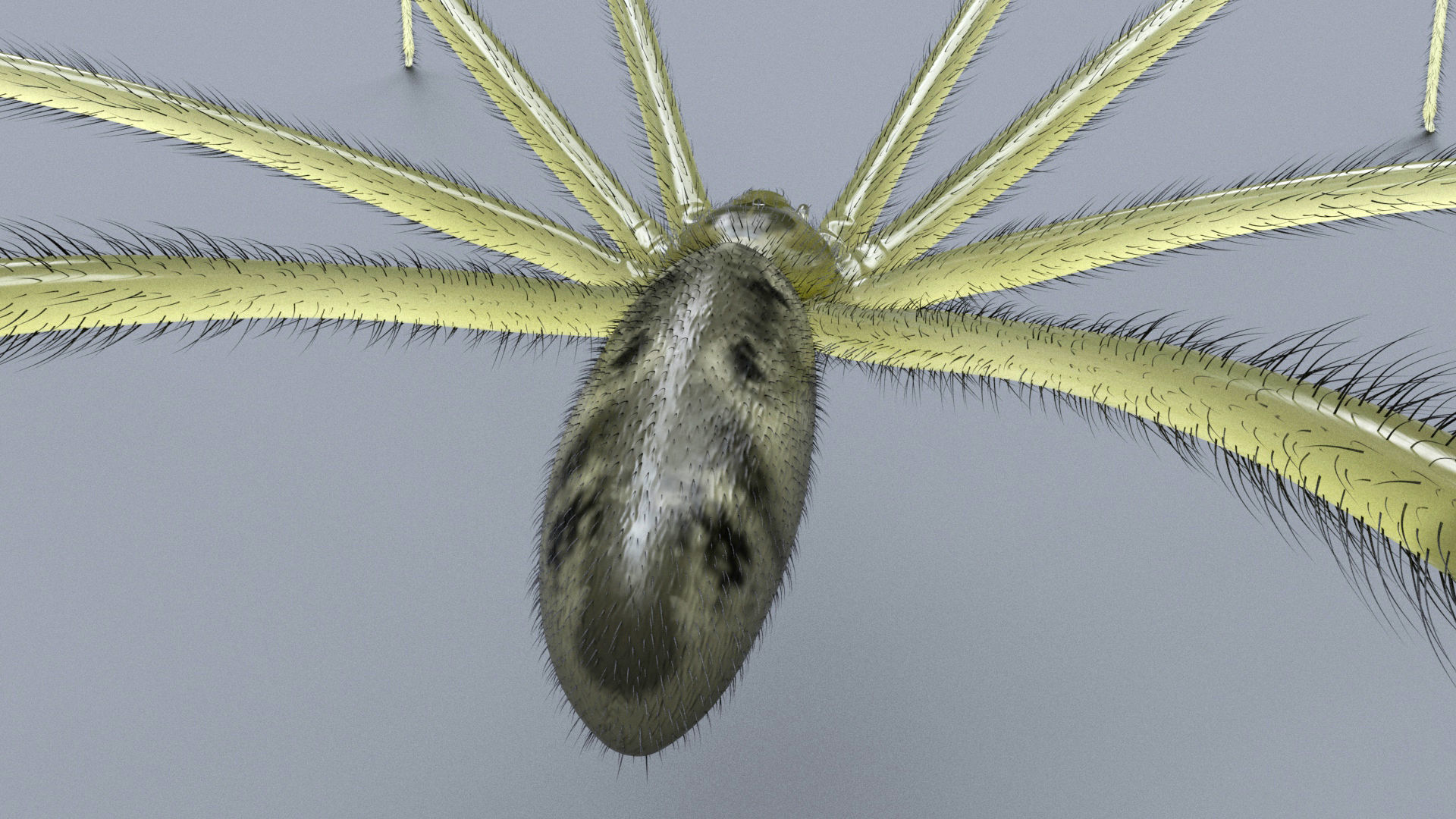 Daddy Long Legs Low-poly 3D model_6