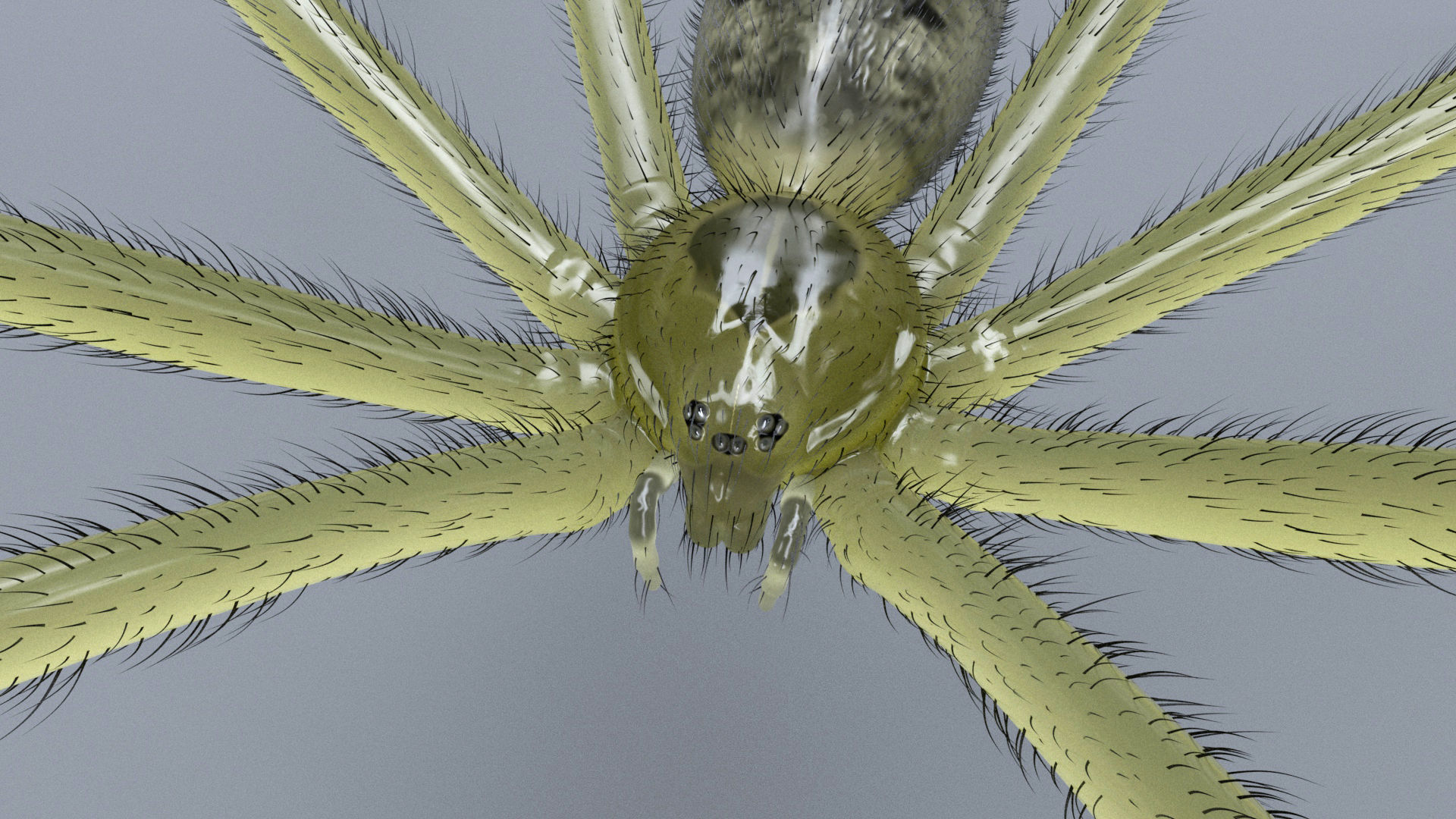 Daddy Long Legs Low-poly 3D model_5