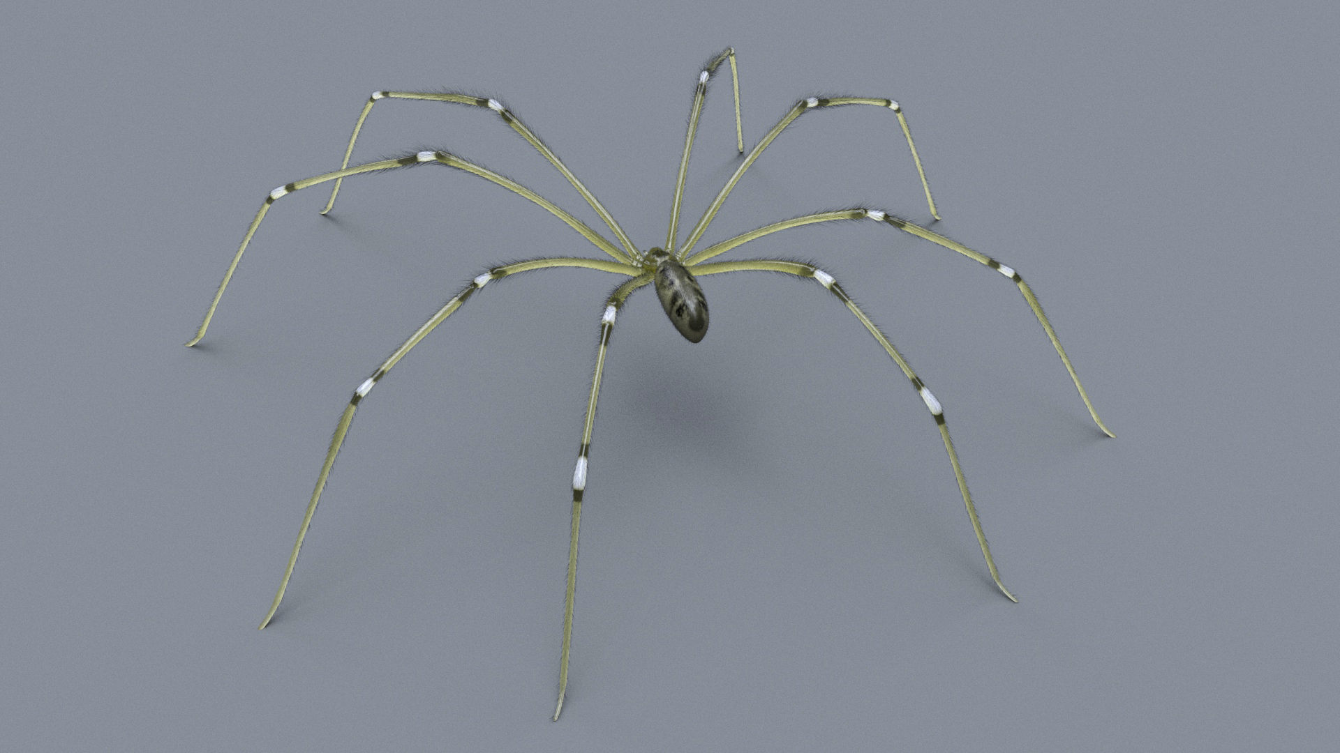 Daddy Long Legs Low-poly 3D model_2