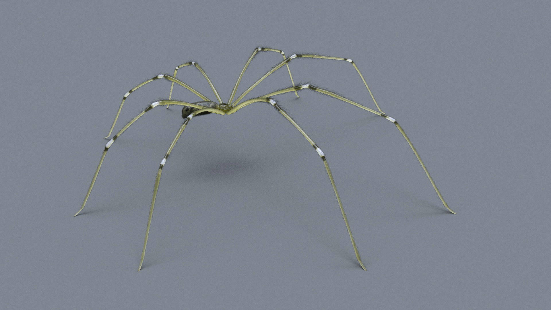 Daddy Long Legs Low-poly 3D model_3