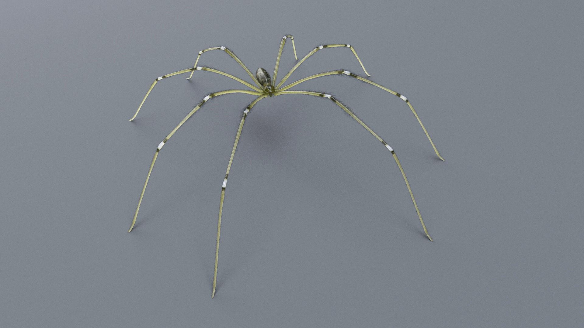 Daddy Long Legs Low-poly 3D model_1